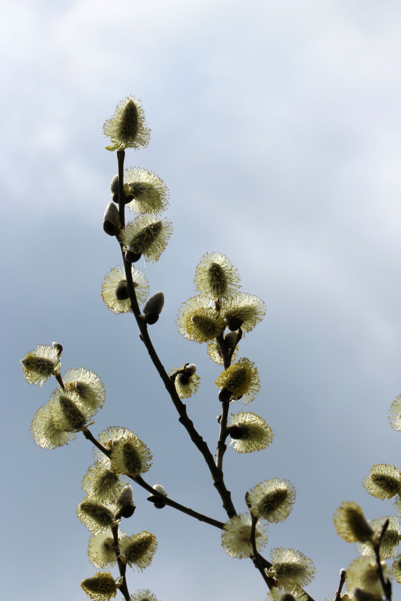 Canon EOS 750D (EOS Rebel T6i / EOS Kiss X8i) sample photo. Willow, close up, pollen photography