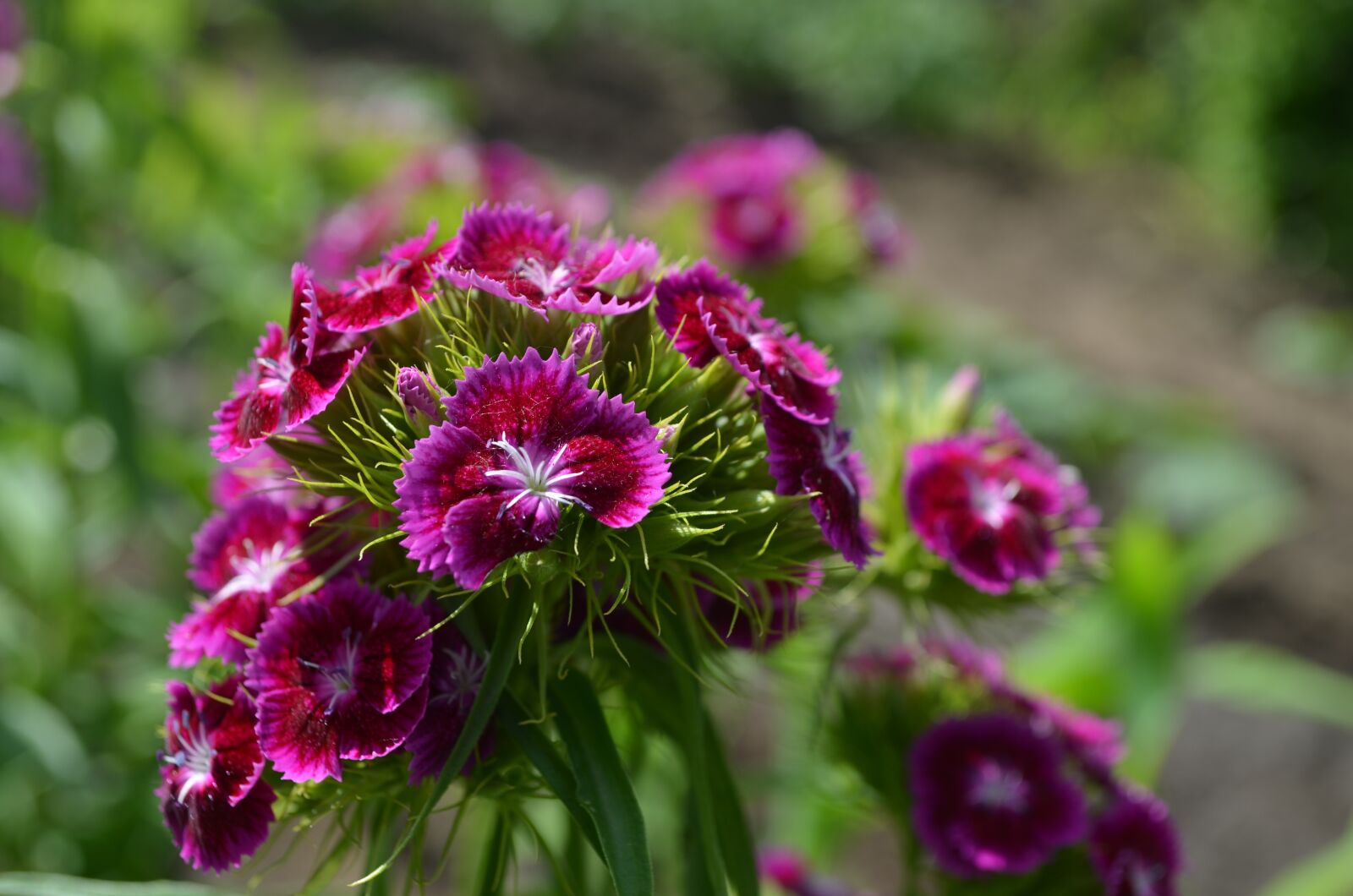 Nikon D5100 sample photo. Beautiful, sweet-william, summer photography