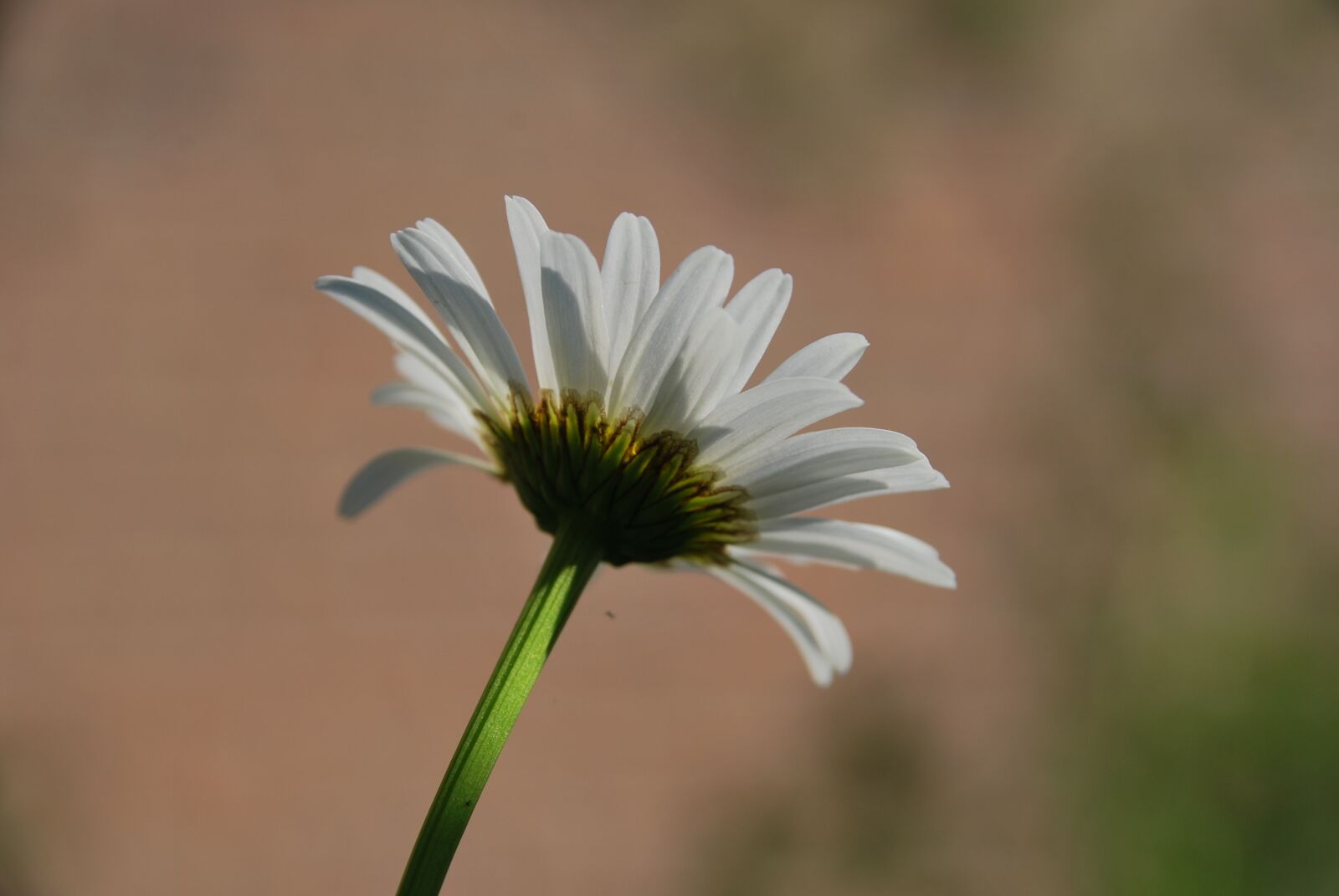 Nikon D60 sample photo. Marguerite, garden, beautiful photography