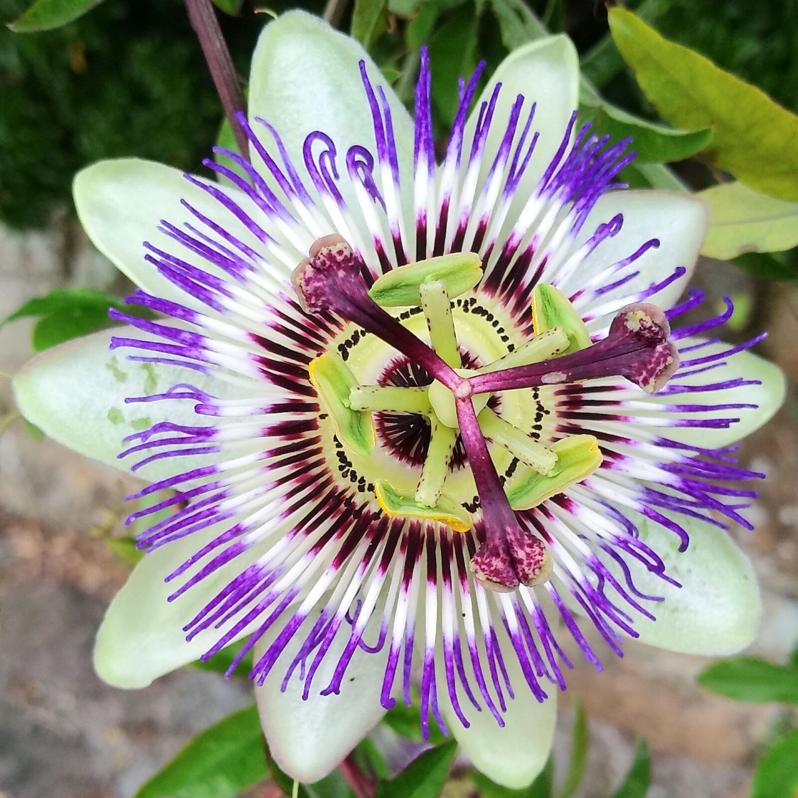 HUAWEI nova sample photo. Nature, flower, plant photography