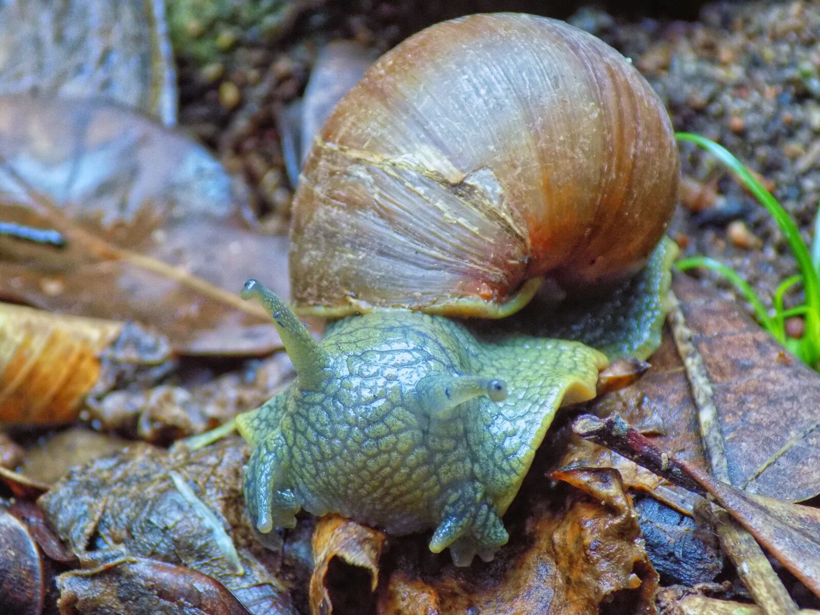 Nikon COOLPIX L330 sample photo. Slug, snail, animal photography