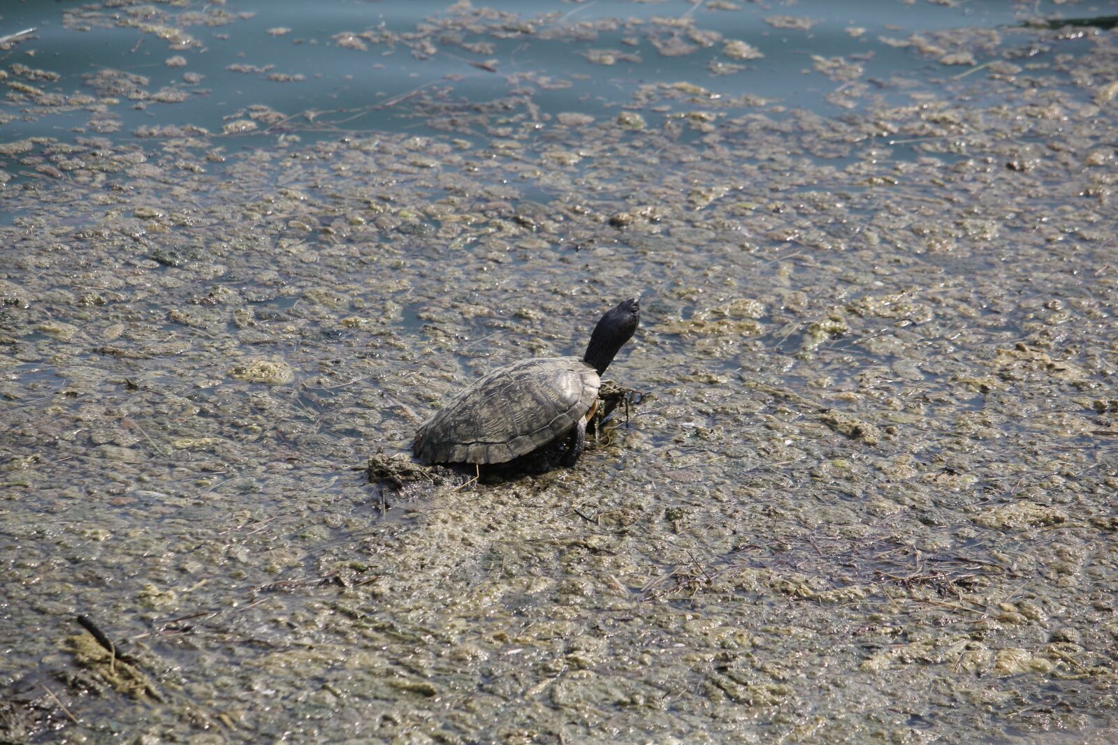 Canon EOS 60D + Canon EF-S 55-250mm F4-5.6 IS STM sample photo. Turtle, camouflage, swamp photography