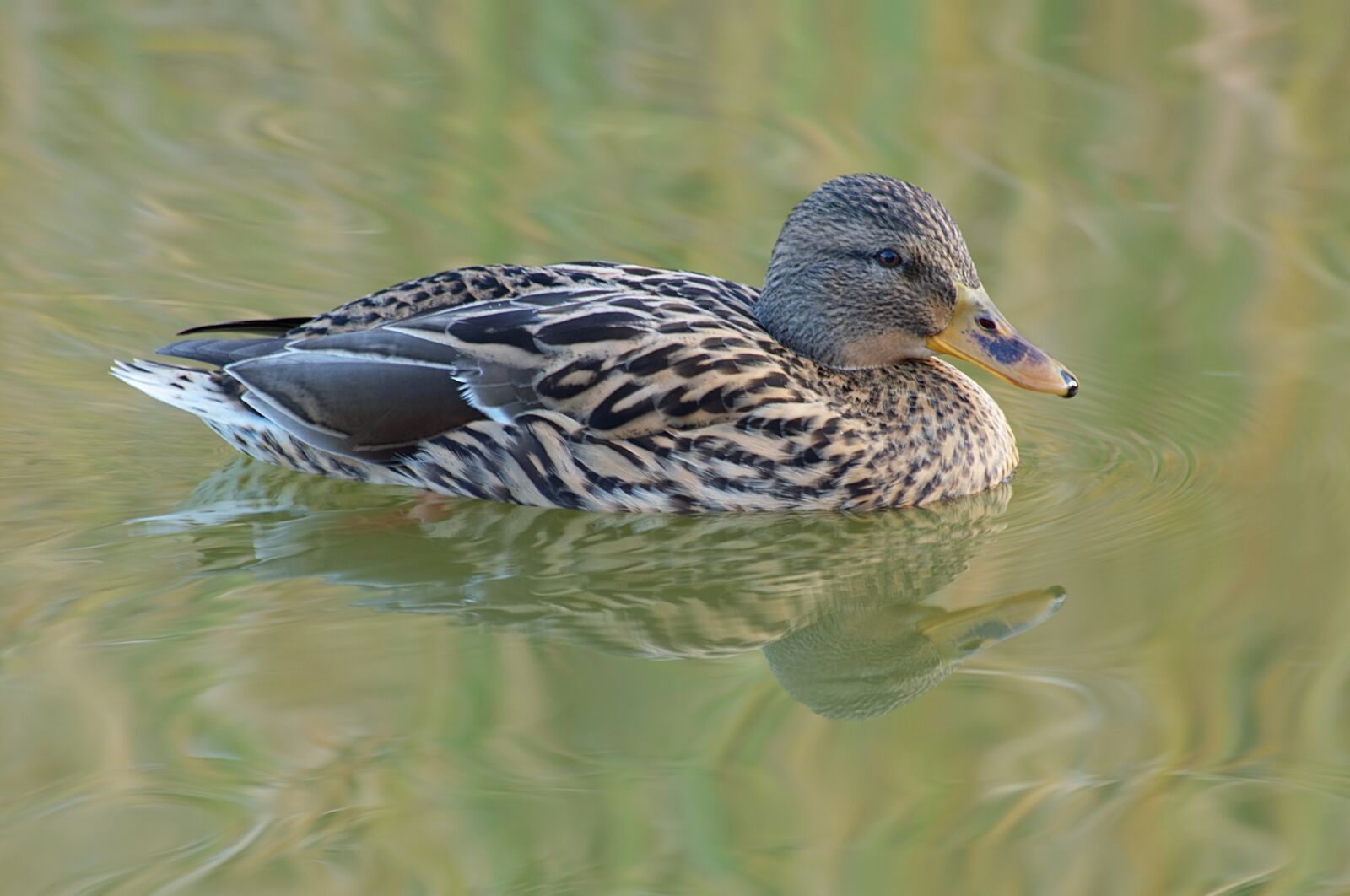 Fujifilm X-A2 sample photo. Animal, bird, duck photography