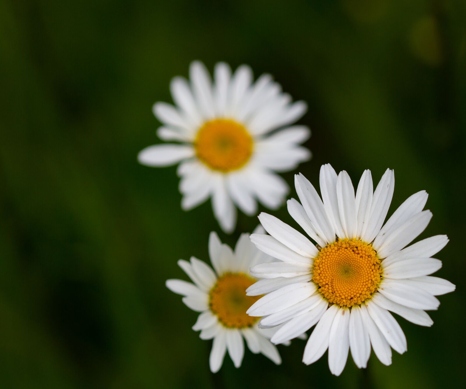 Canon EOS 5D Mark III sample photo. Oxeye daisy, dog daisy photography