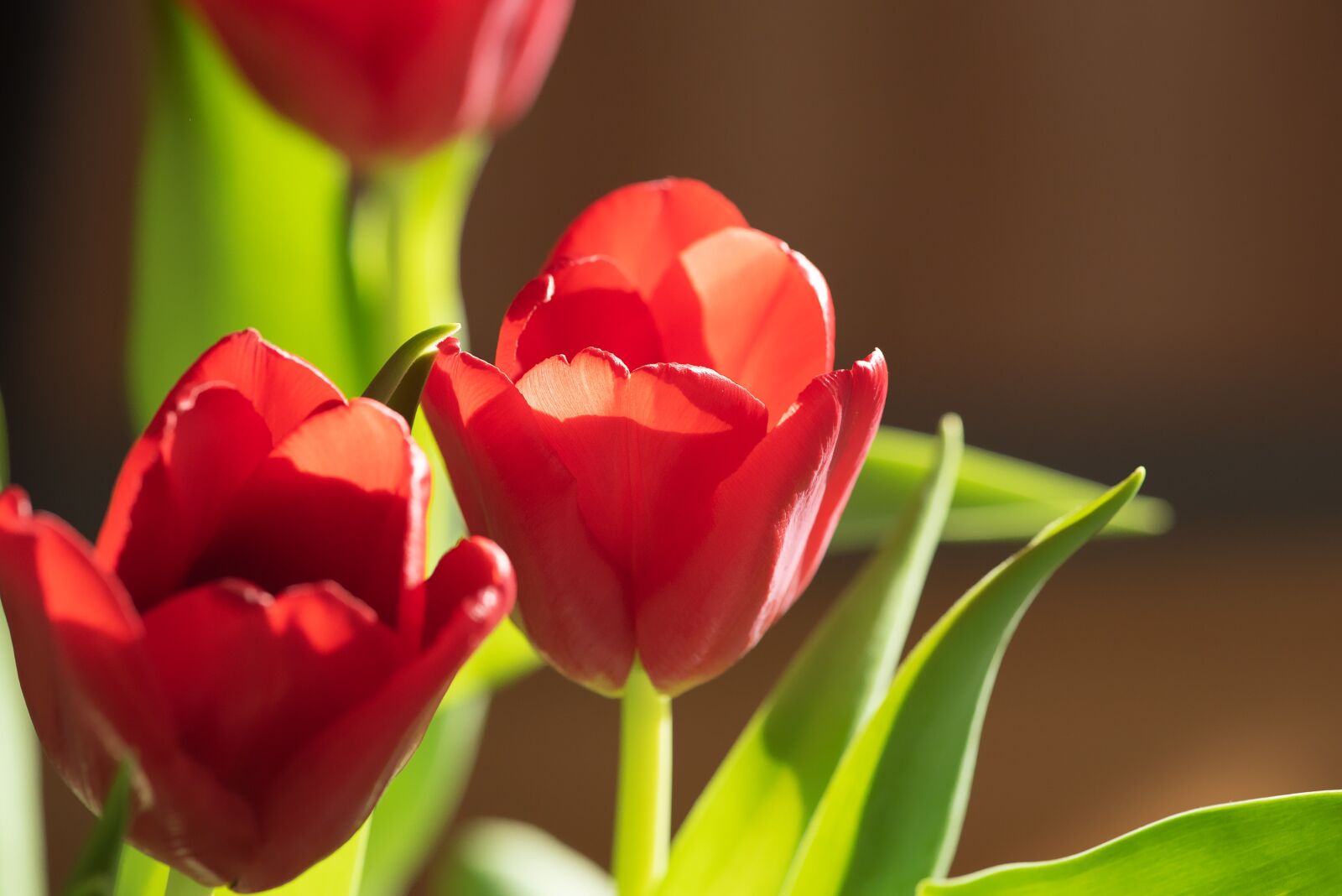 Nikon D750 sample photo. Flowers, tulips, red photography