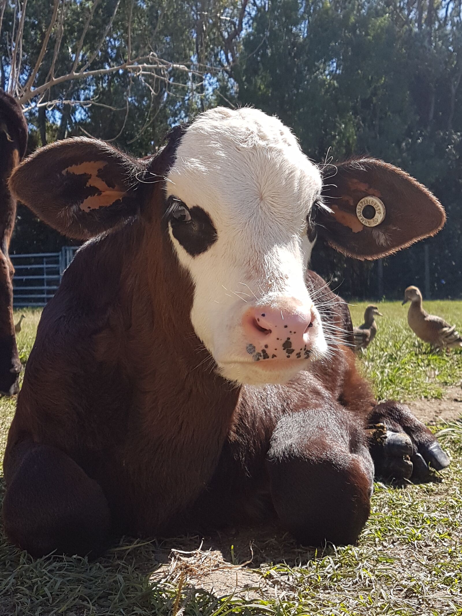 Samsung Galaxy S7 sample photo. Cow, calf, friend photography