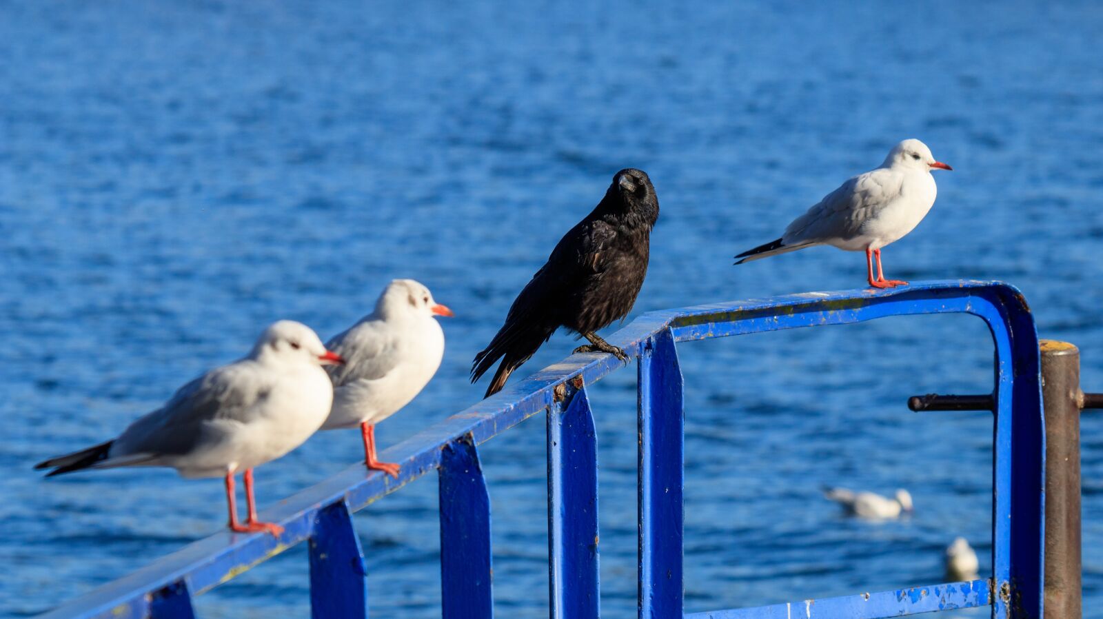 Canon EF 70-300 F4-5.6 IS II USM sample photo. Seagull, bird, wasserfogel photography