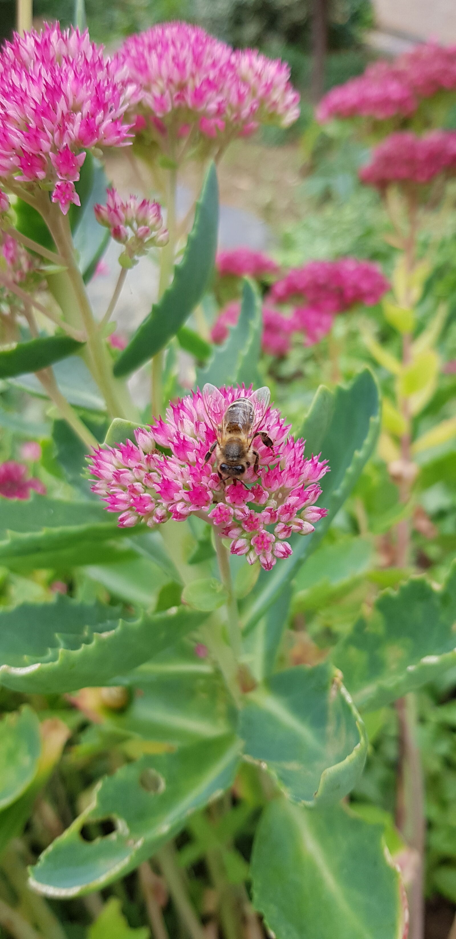 Samsung Galaxy S8 sample photo. Bee, flower, nature photography