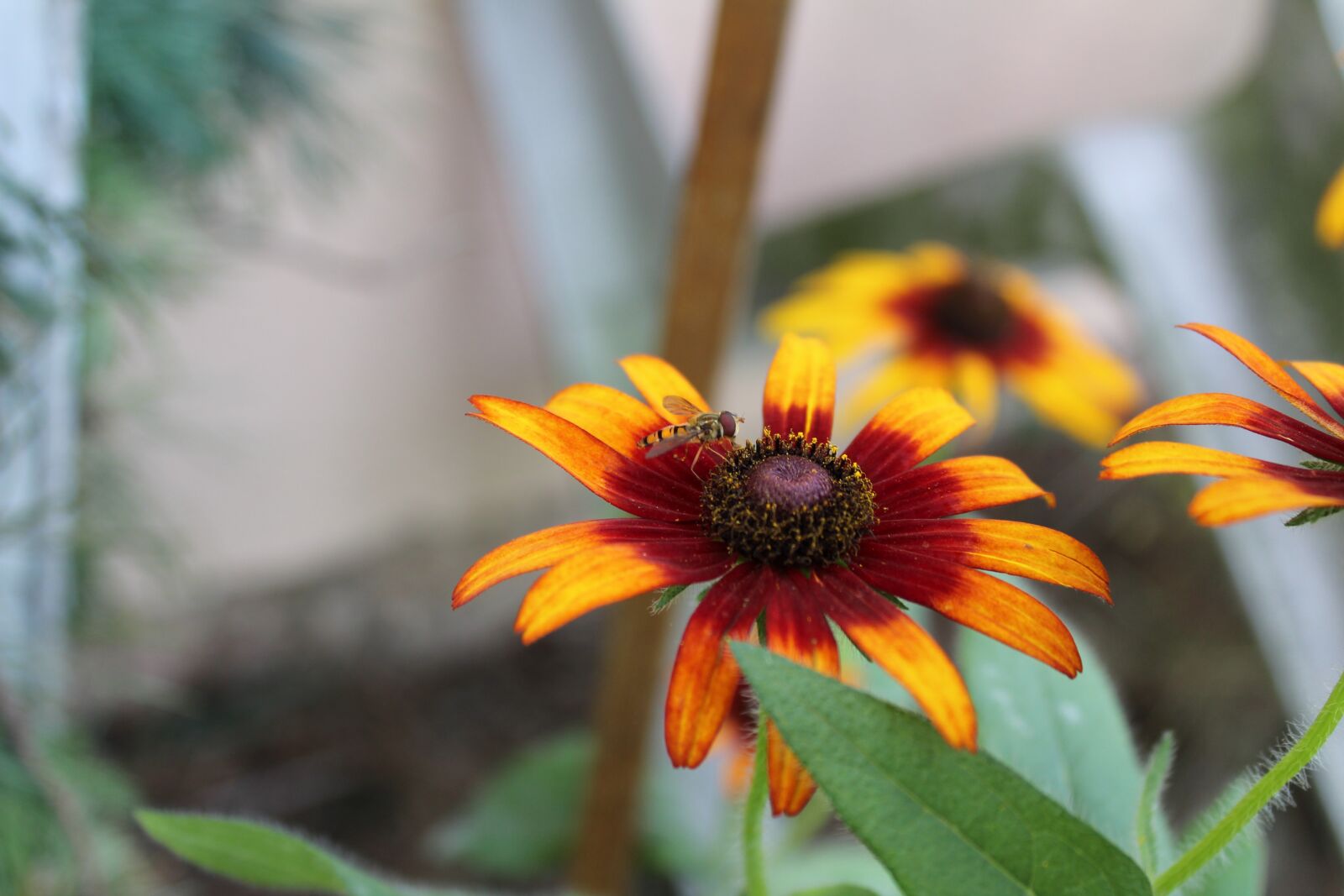 Canon EOS 1300D (EOS Rebel T6 / EOS Kiss X80) sample photo. Flower, bee, petals photography