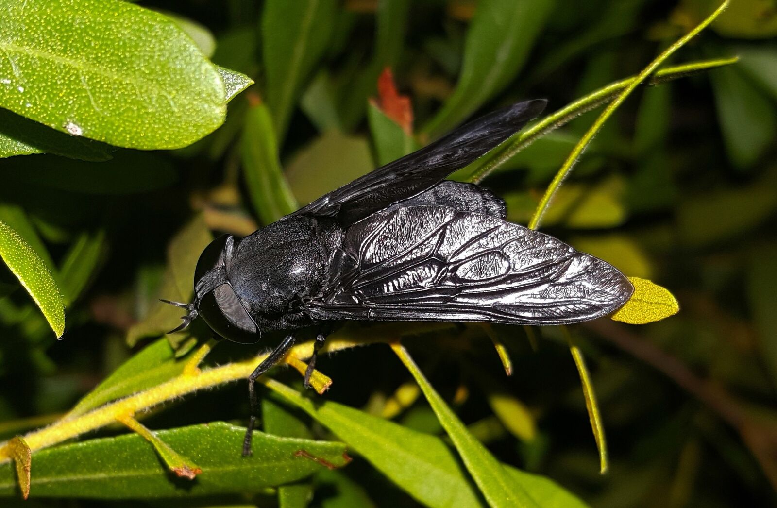 Samsung Galaxy Note5 sample photo. Fly, horse fly, black photography