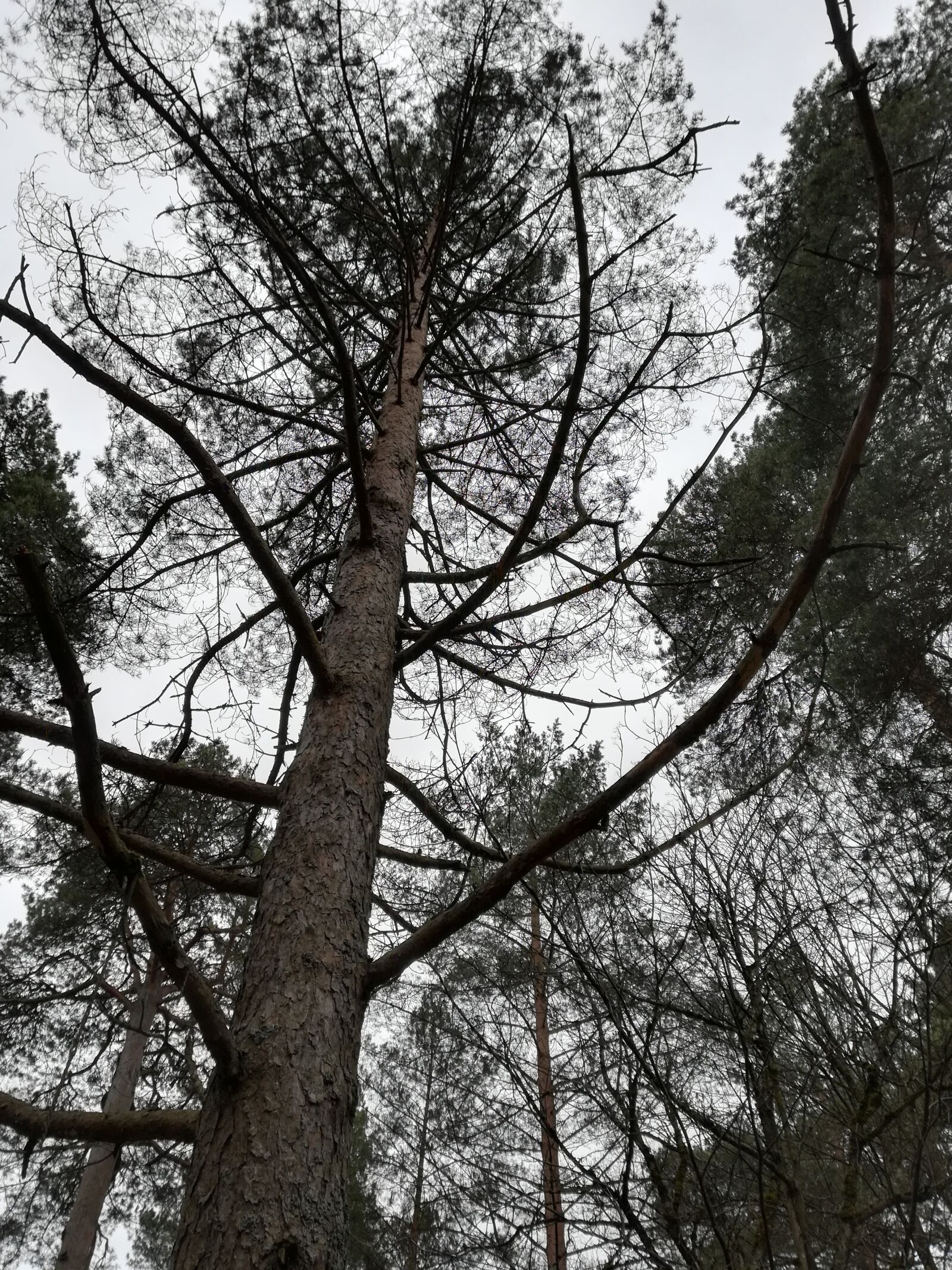 HUAWEI P10 lite sample photo. Forest, pine, coniferous photography