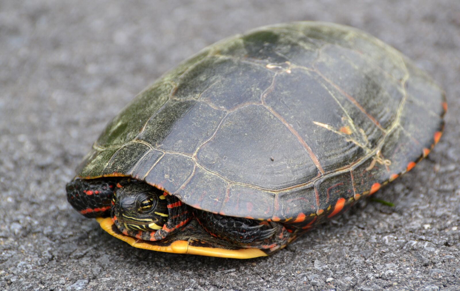 Nikon D3100 sample photo. Animal, turtle, paint photography