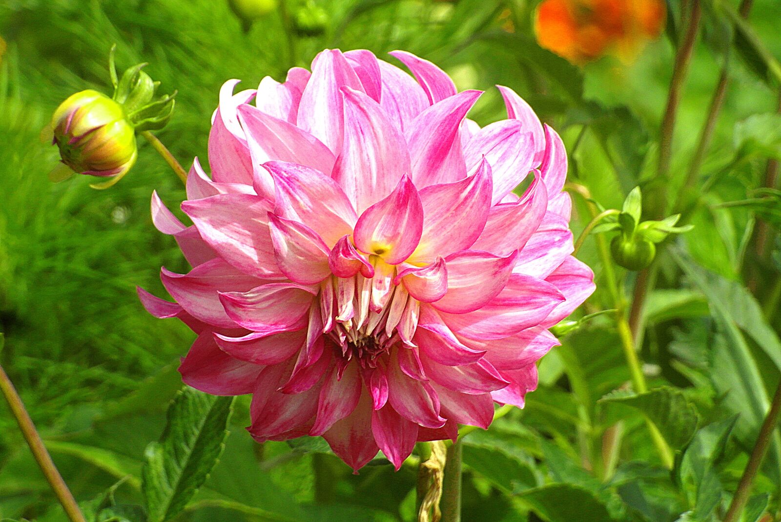 Samsung WB750 sample photo. Dalia, georgia, pink photography