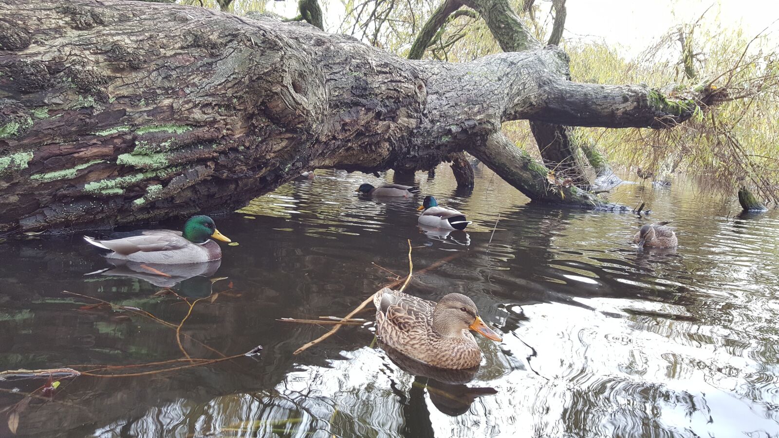 Samsung GALAXY S6 edge sample photo. Ducks, lake, amsterdam photography