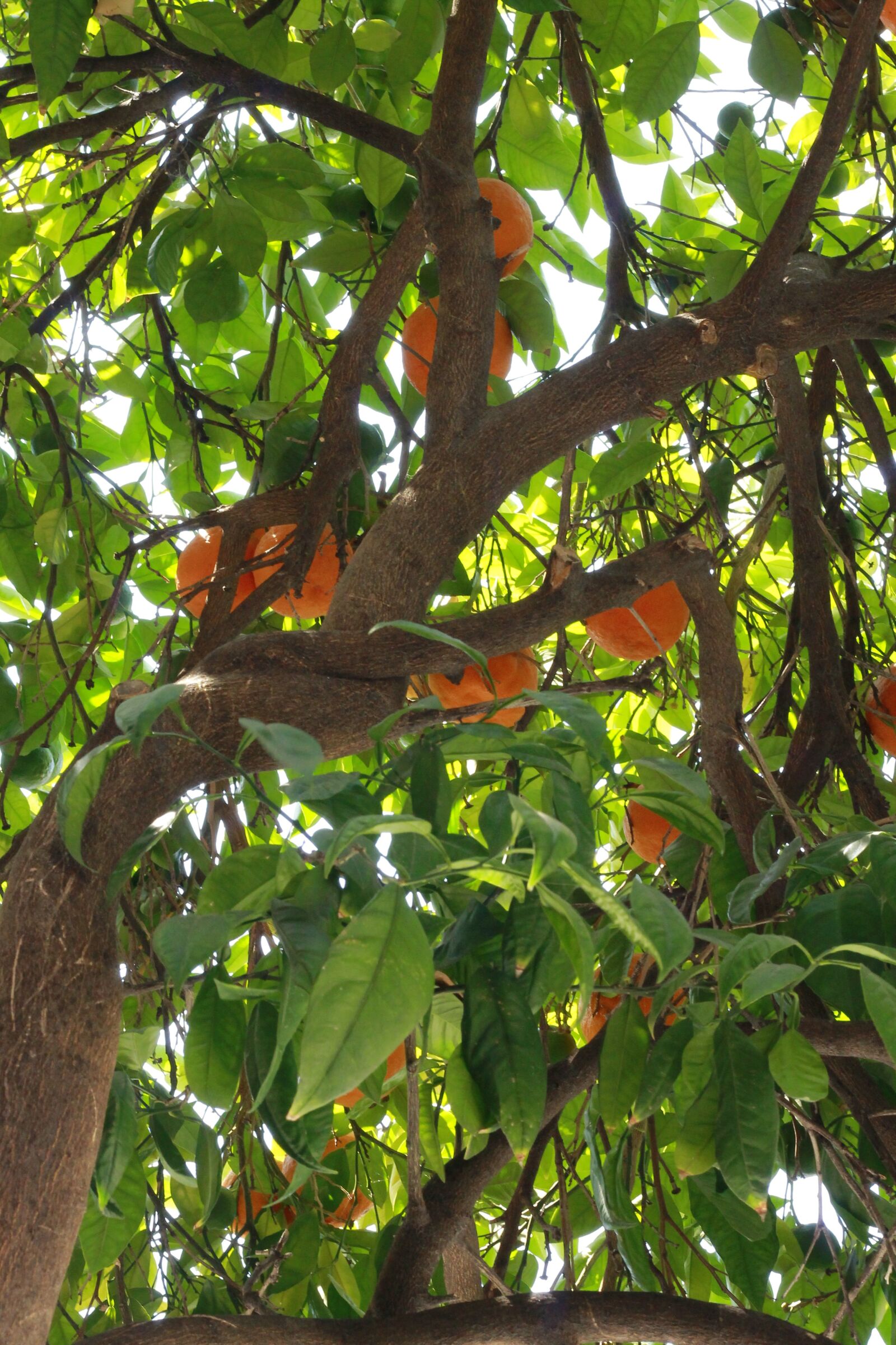 Canon EOS 1100D (EOS Rebel T3 / EOS Kiss X50) + Canon EF 50mm F1.8 II sample photo. Turkey, tree, orange photography