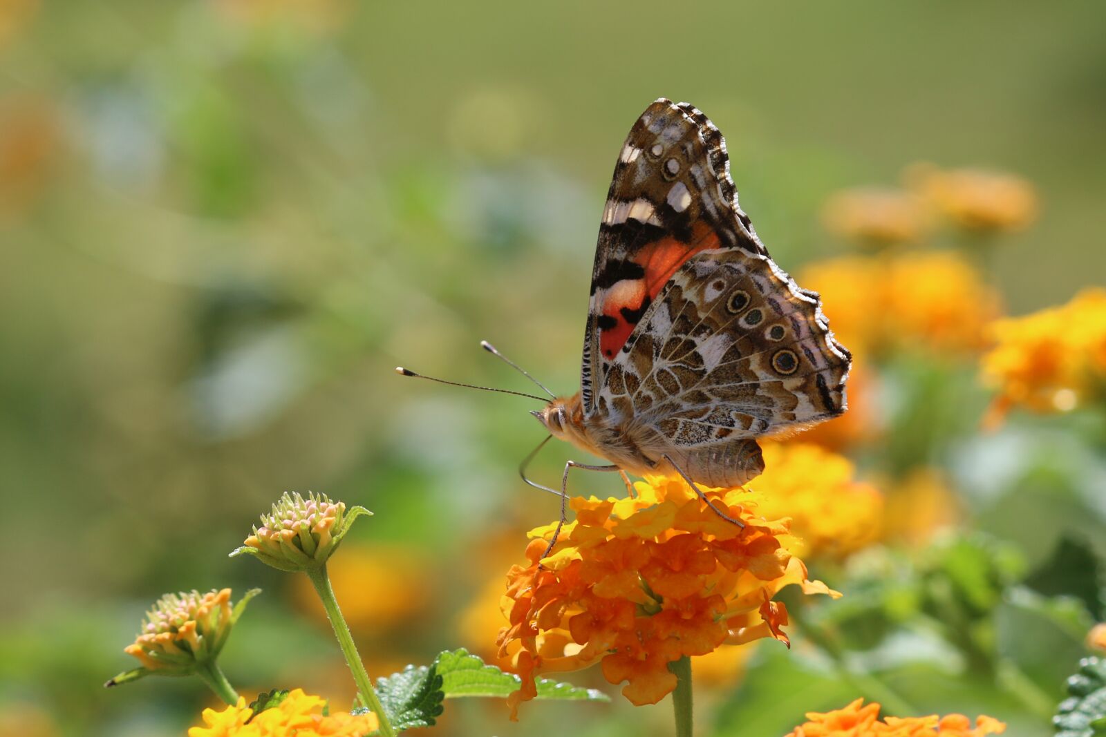 Canon EOS 70D + Canon EF 100mm F2.8 Macro USM sample photo. Butterfly, macro, close photography