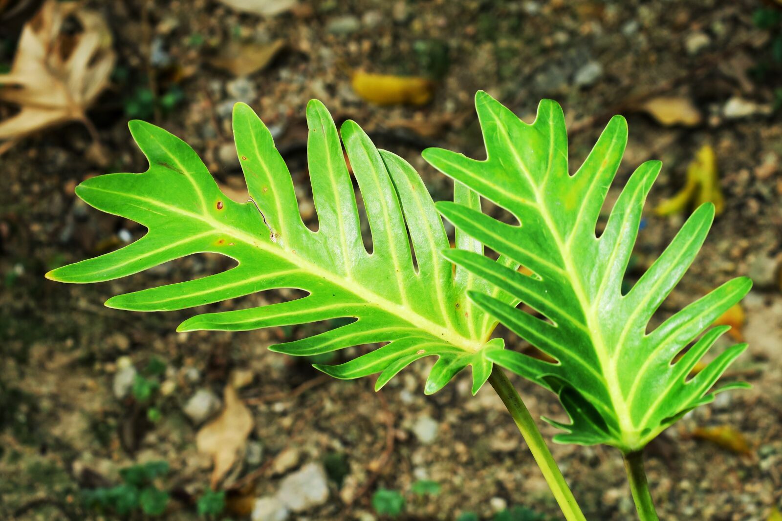Canon PowerShot G3 X sample photo. Leaf, plant, nature photography