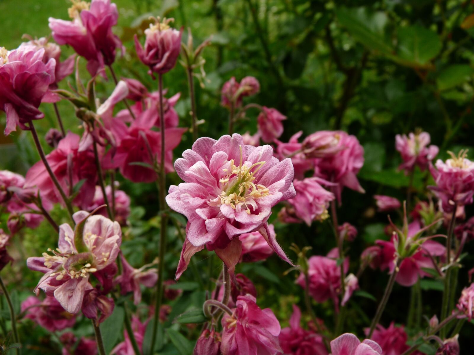 Panasonic Lumix DMC-FZ28 sample photo. Flower, bell, pink photography