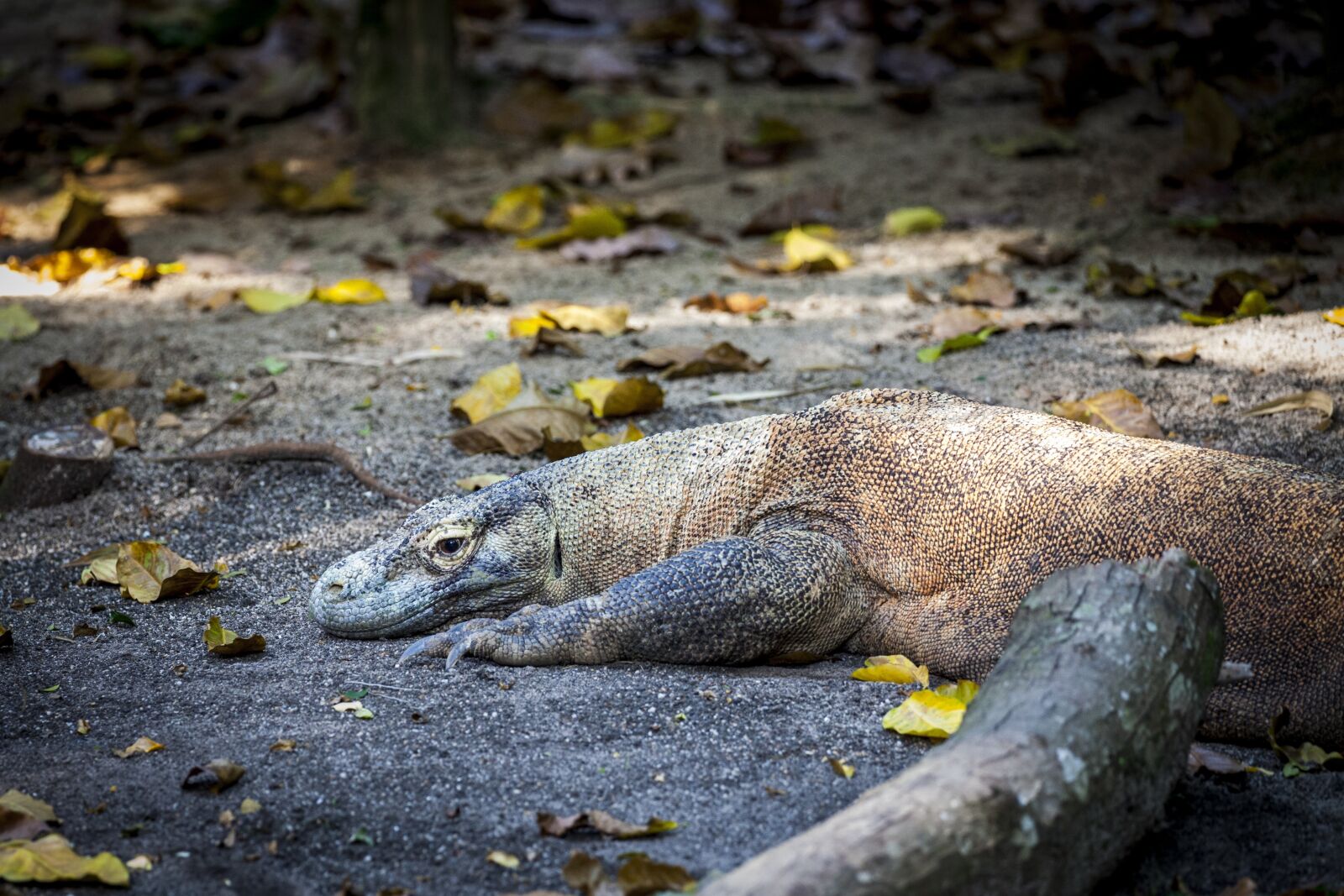 Canon EOS 5D Mark II sample photo. Monitor, komodo dragon, komodo photography