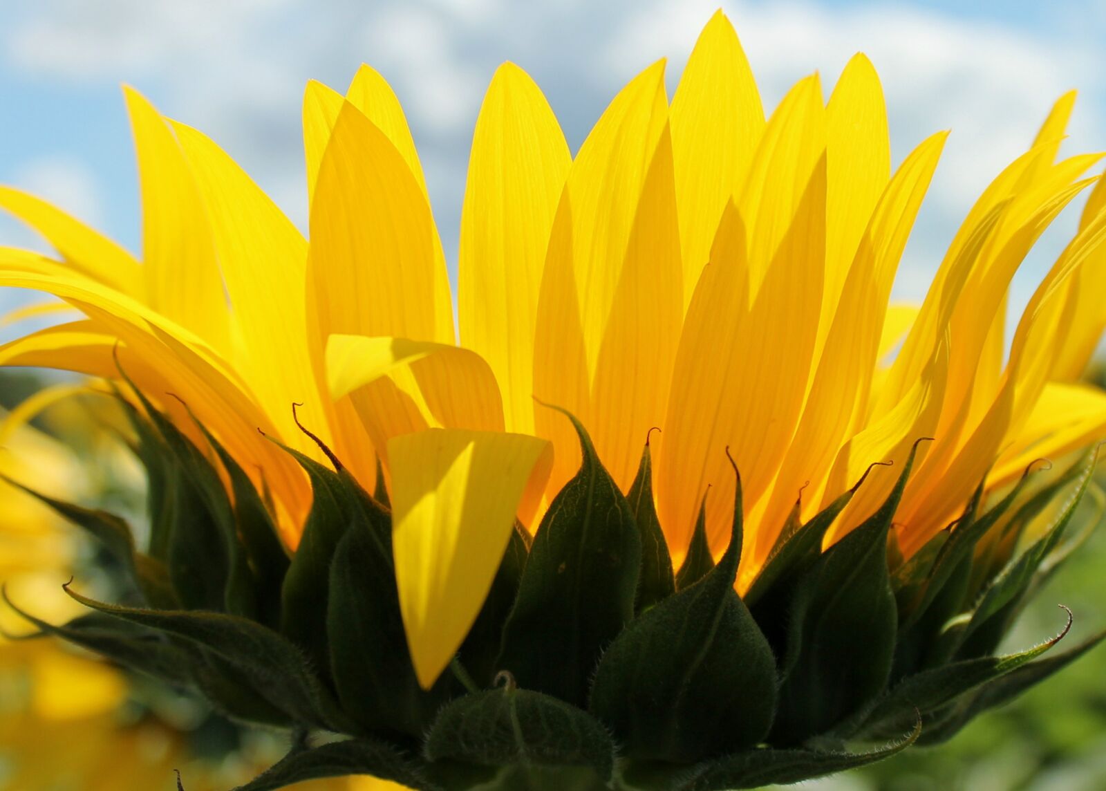 Canon EOS 1100D (EOS Rebel T3 / EOS Kiss X50) sample photo. Sunflower, flower, yellow photography
