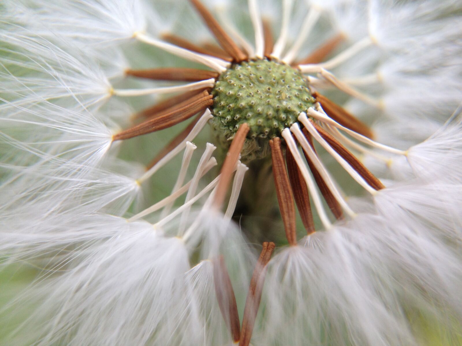 iPhone 5 back camera 4.12mm f/2.4 sample photo. Dandelion, nature, light photography