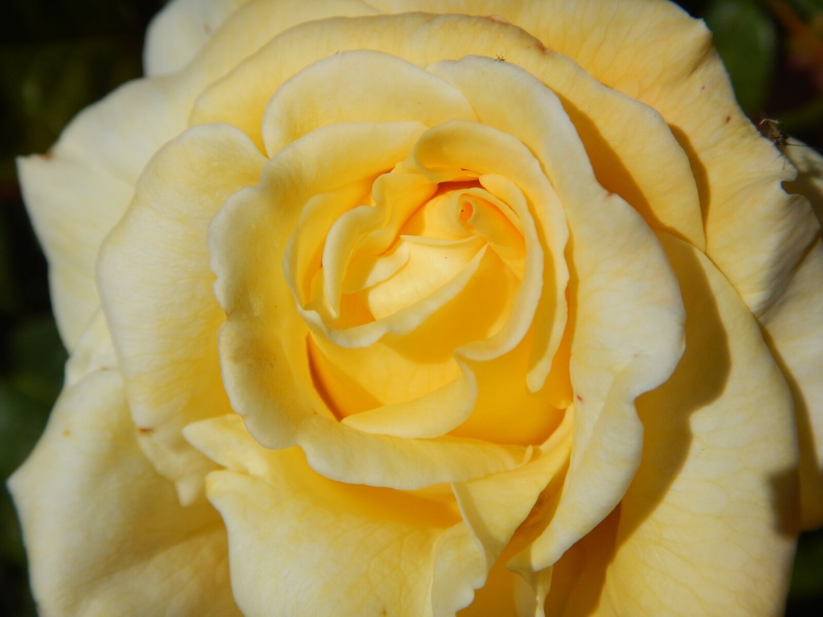 Nikon Coolpix AW130 sample photo. Yellow rose, flowers, st photography
