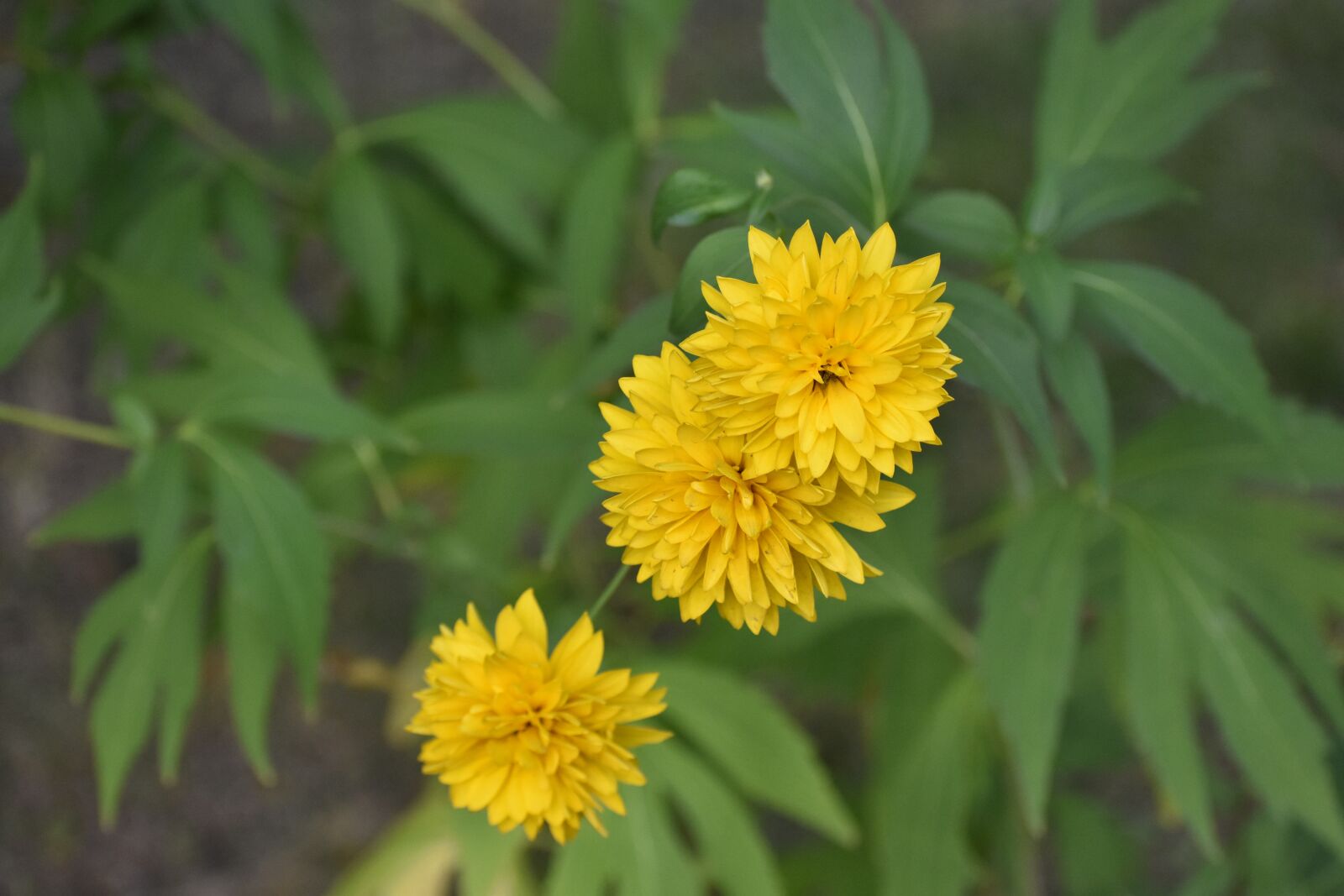 Nikon D3400 sample photo. Flower, yellow, green photography