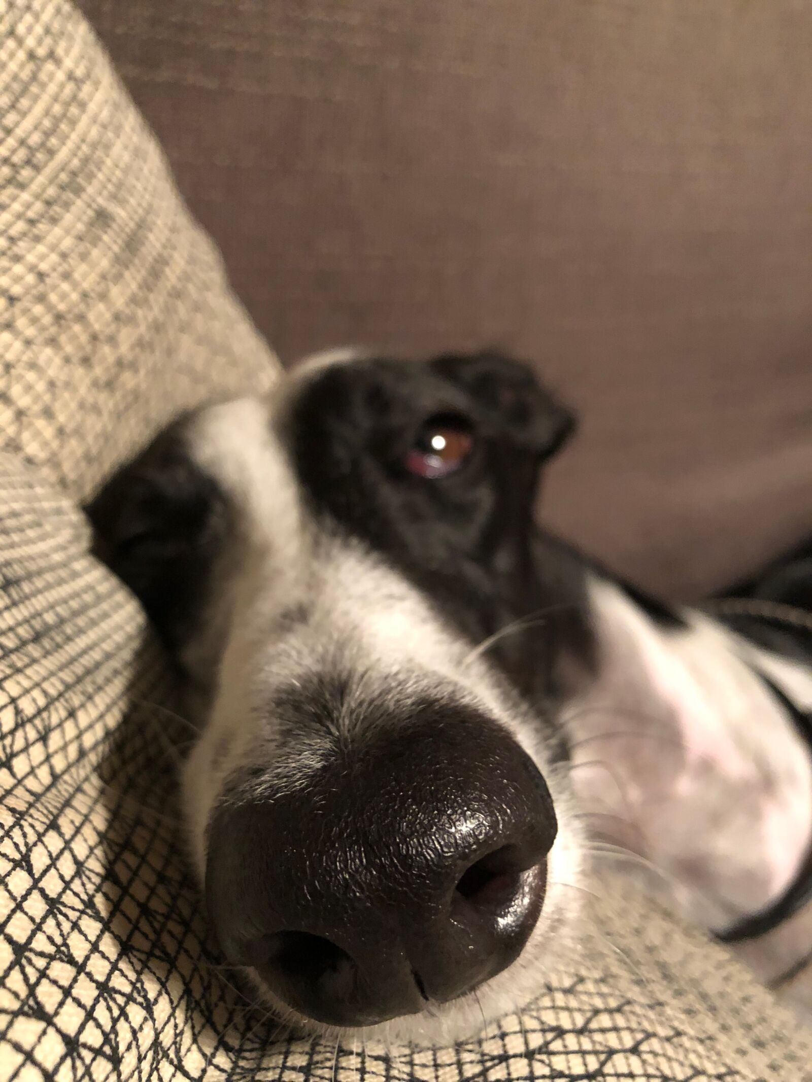 iPhone X back dual camera 4mm f/1.8 sample photo. Greyhound, rest, sleep photography