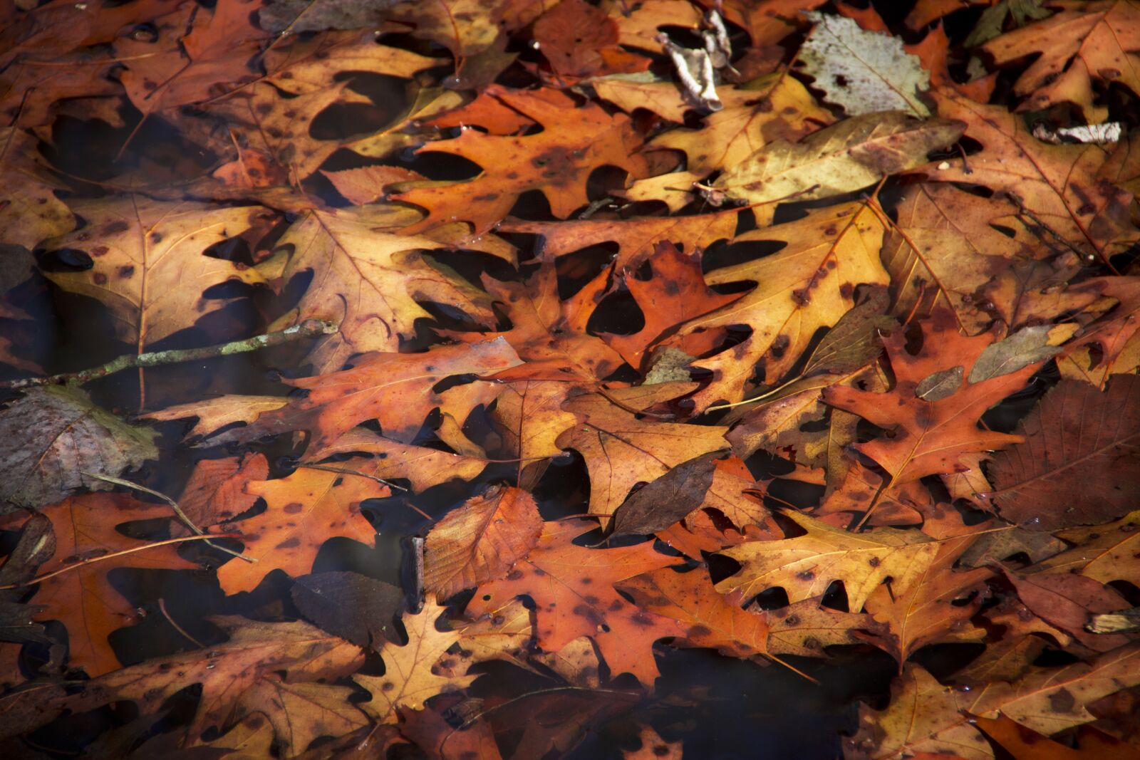 Canon EOS 600D (Rebel EOS T3i / EOS Kiss X5) sample photo. Autumn, leaves, fall photography