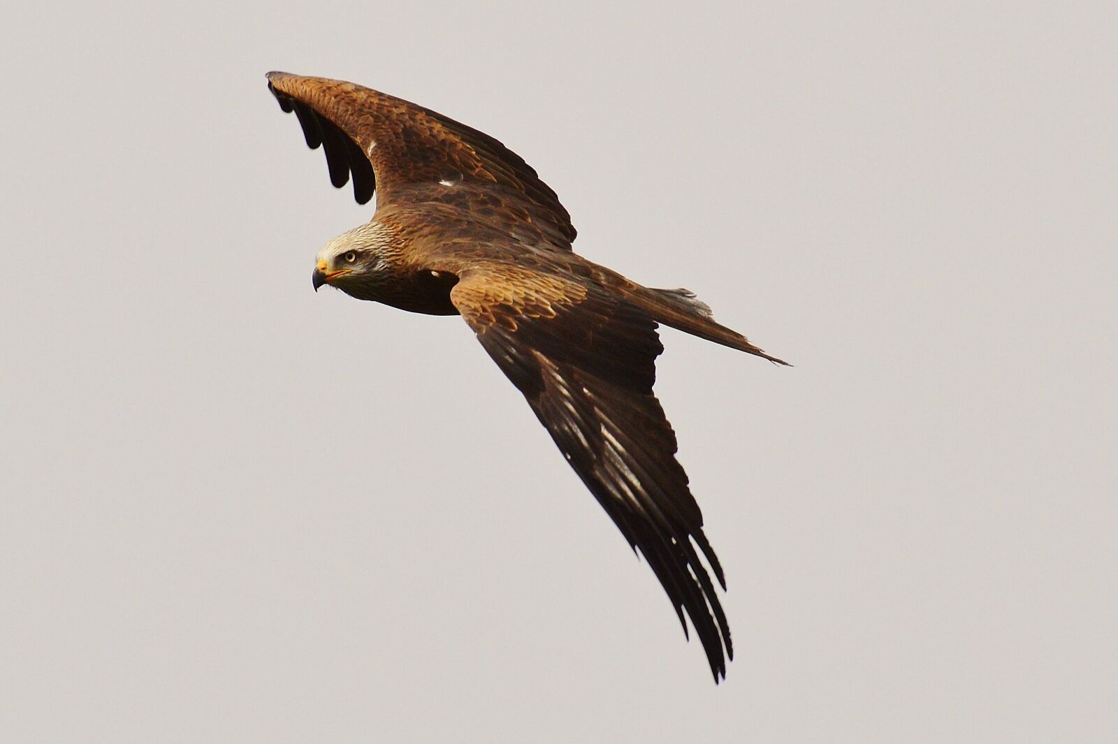 Nikon D3200 sample photo. Red kite, milvus milvus photography