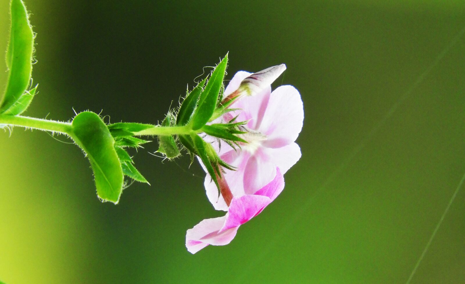 Nikon Coolpix B700 sample photo. Flower, nature, garden photography