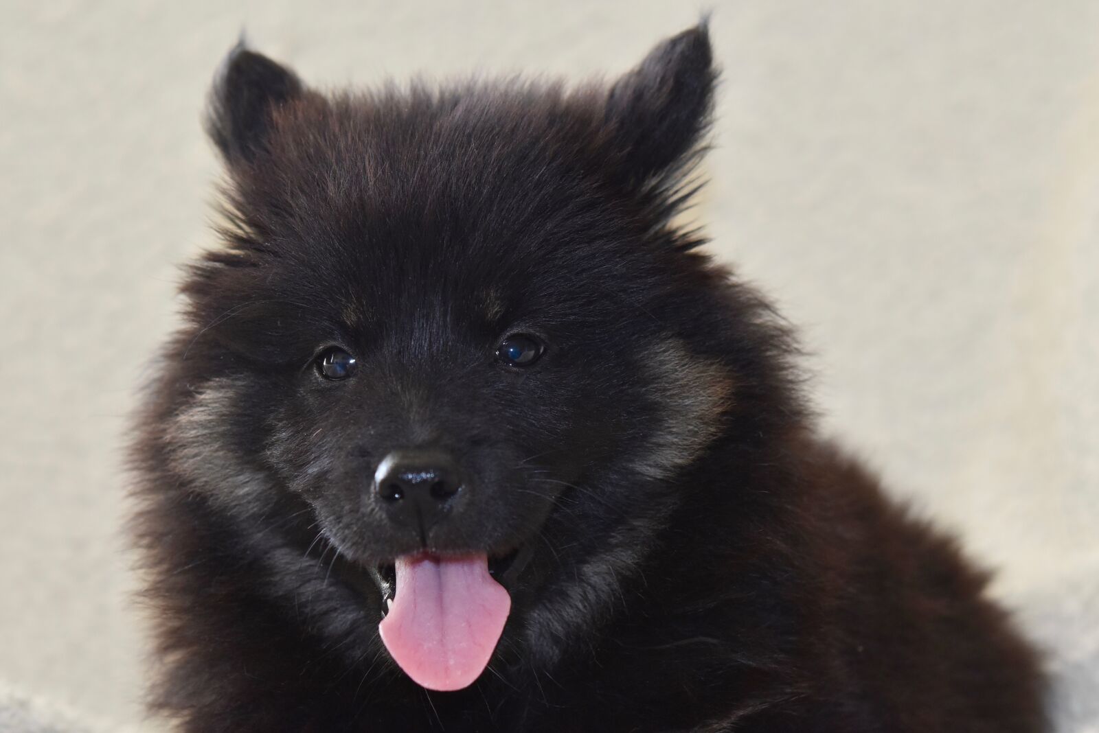 Nikon D5600 sample photo. Dog, dog eurasier, canine photography