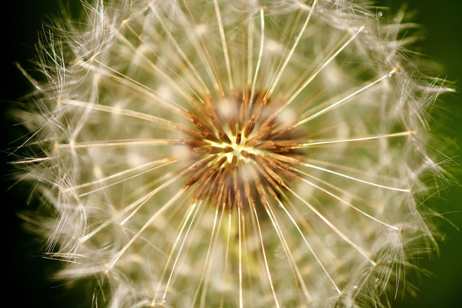 Nikon D7200 sample photo. Dandelion, pointed flower, close photography