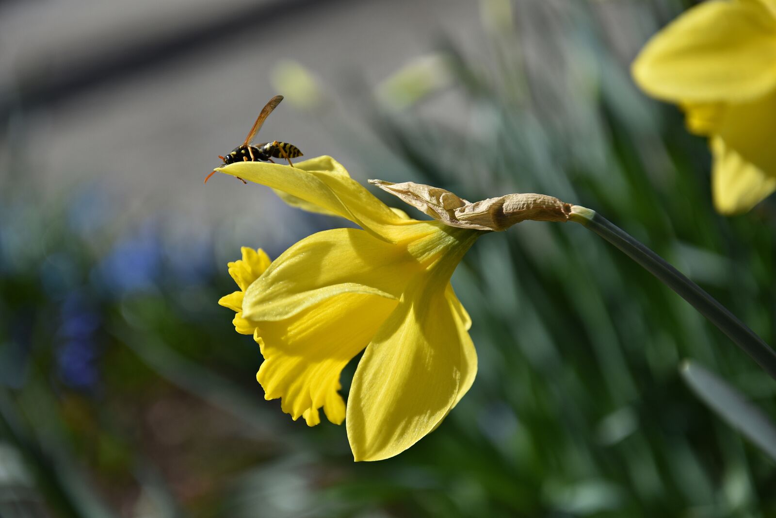 Nikon D3400 sample photo. Nature, plant, flower photography