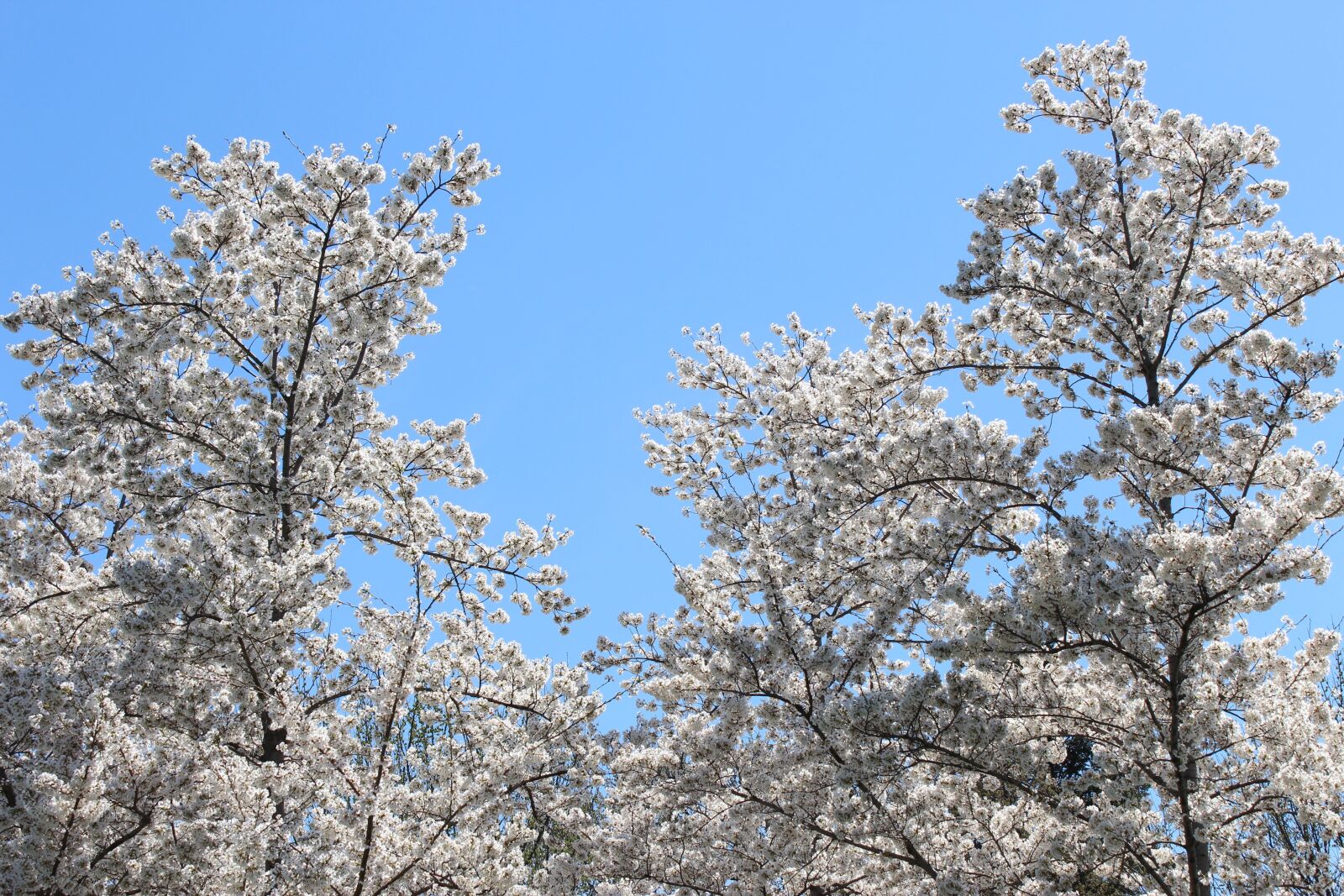 Canon EOS 1200D (EOS Rebel T5 / EOS Kiss X70 / EOS Hi) sample photo. Cherry blossoms, washington, d photography