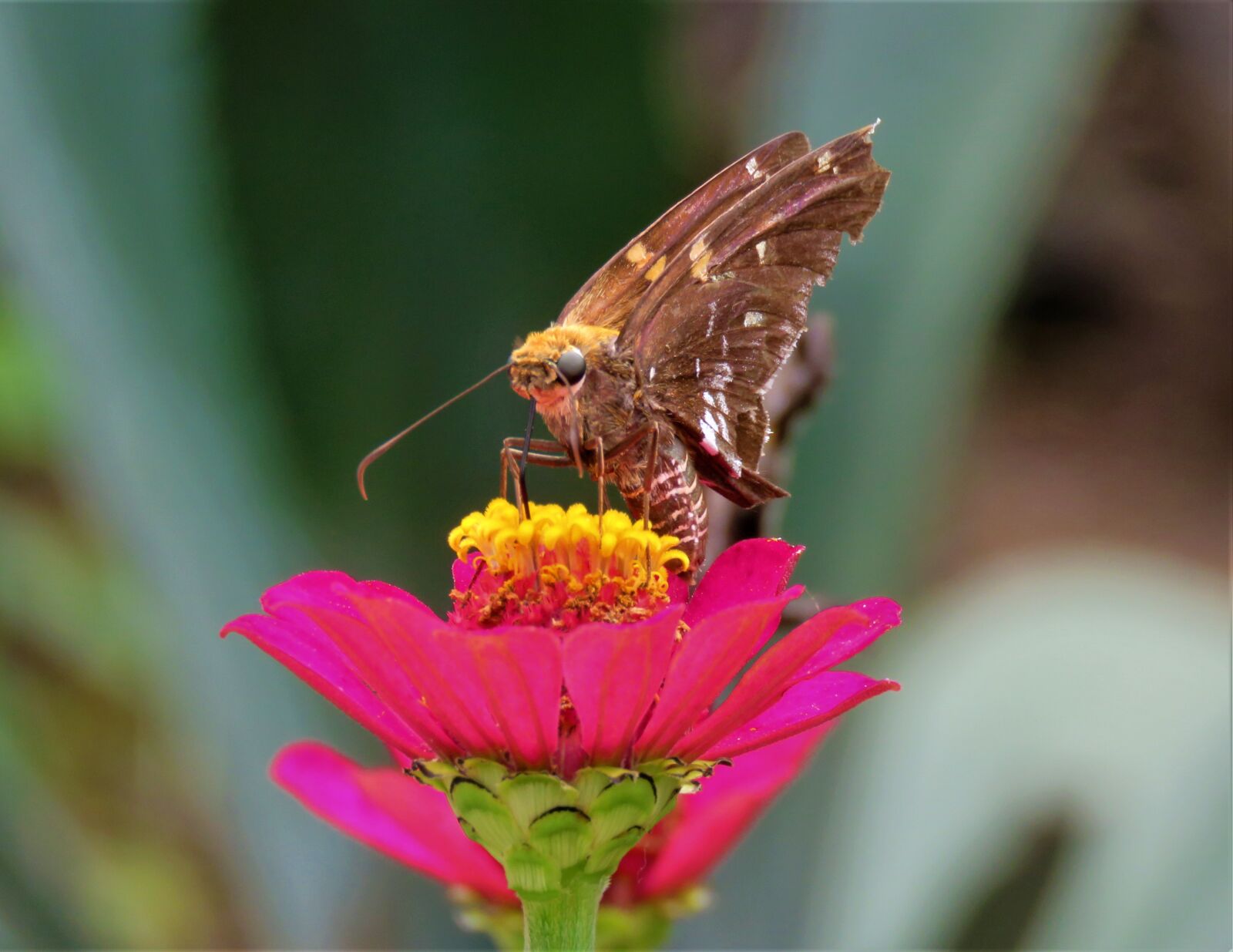 Canon PowerShot SX60 HS sample photo. Butterfly, flower, garden photography