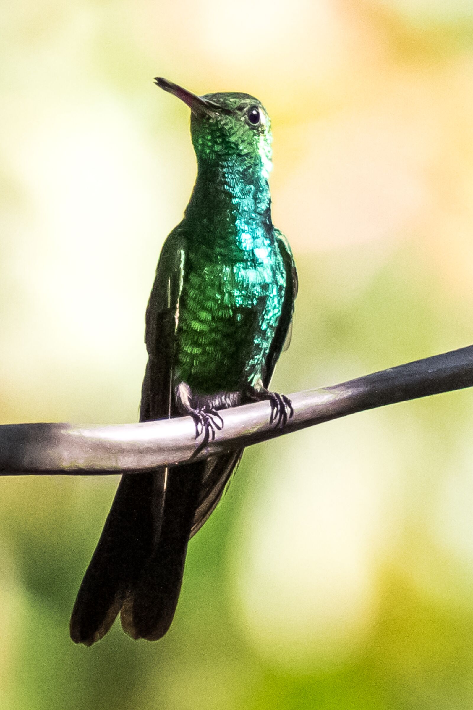 Canon EOS 7D Mark II sample photo. Cuba, cienaga de zapata photography