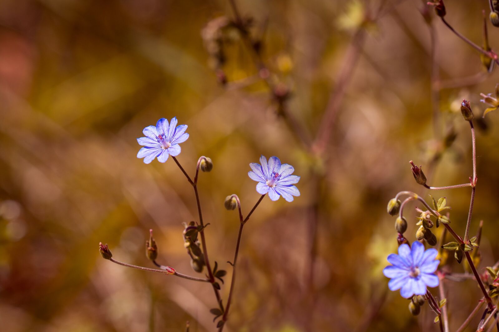 Nikon D7100 sample photo. Pyr n es-storchschnabel, geranium photography