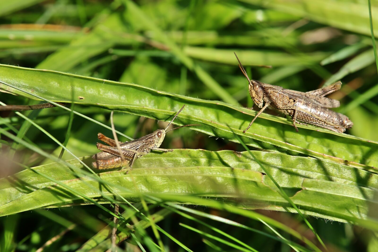 Canon EF-S 55-250mm F4-5.6 IS STM sample photo. Grasshopper, insect, close up photography