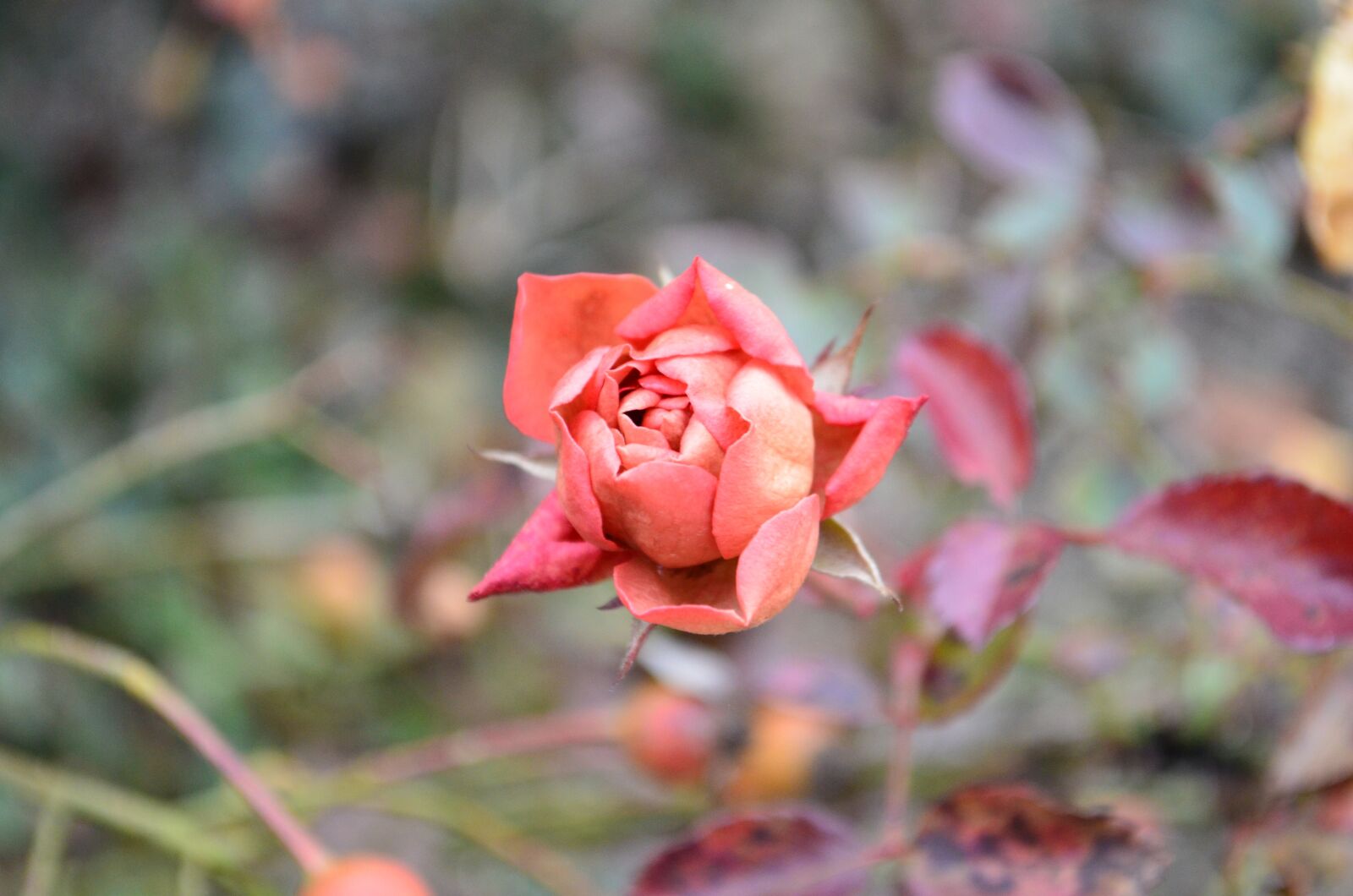 Nikon D5100 sample photo. Autumn rose, flower, autumn photography