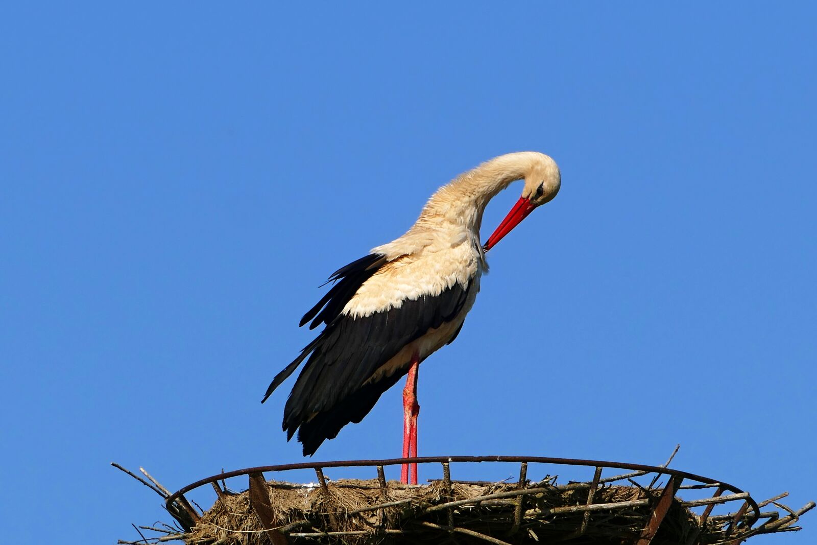 Panasonic Lumix DMC-FZ1000 sample photo. Stork, white, nature photography