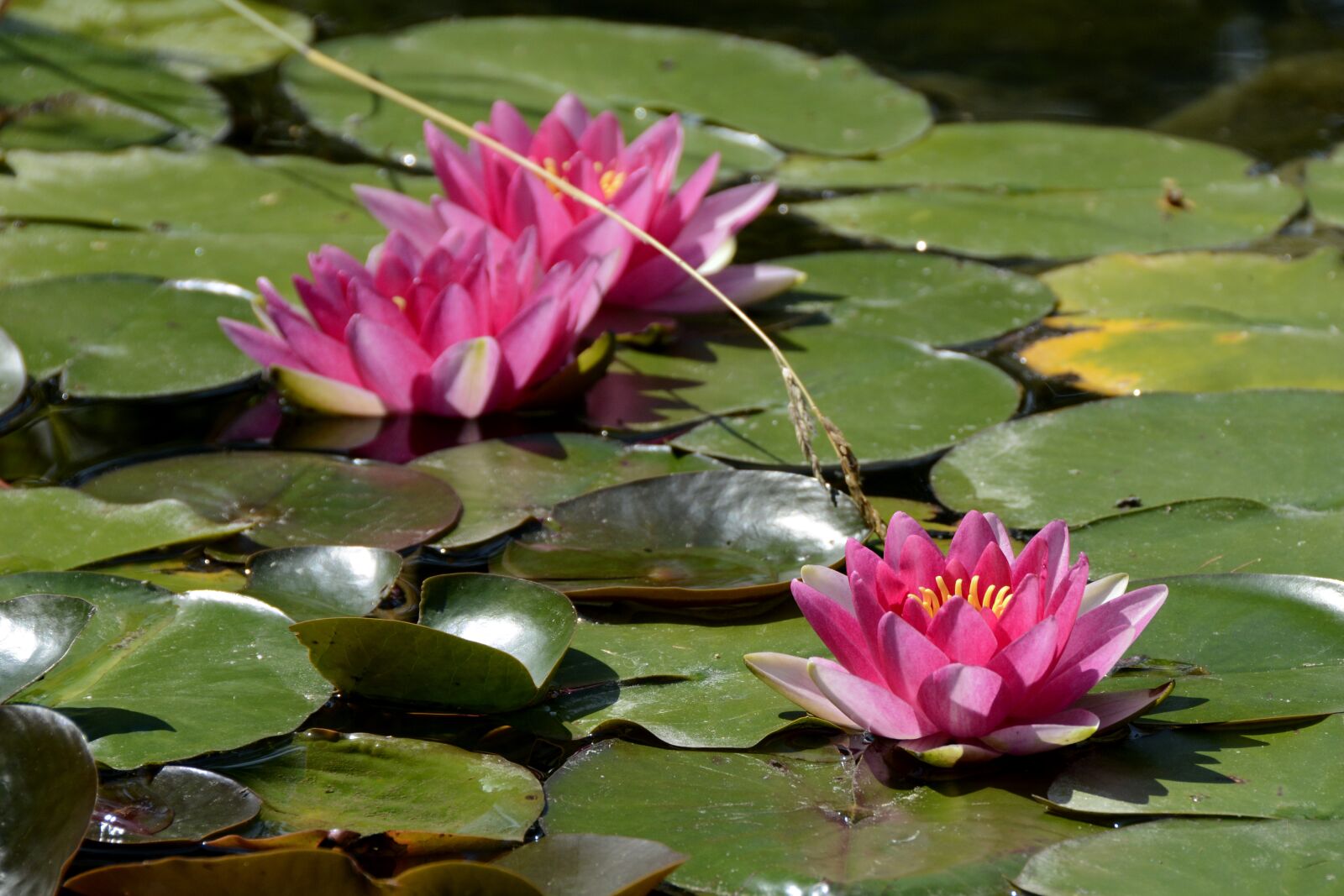 Nikon D7100 sample photo. Water lily, nature, pond photography
