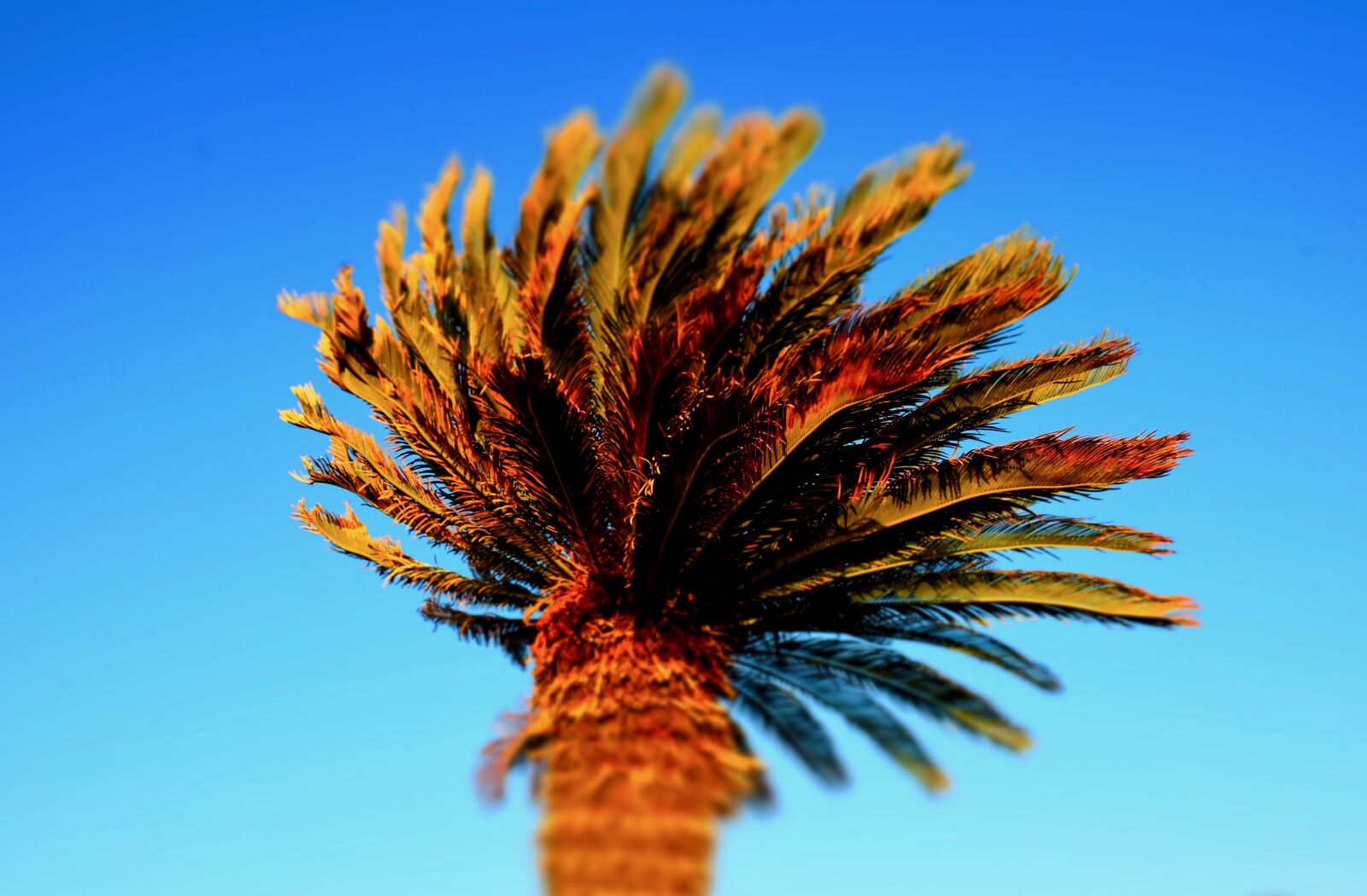 Fujifilm X-T10 sample photo. Palm tree, sky, blue photography