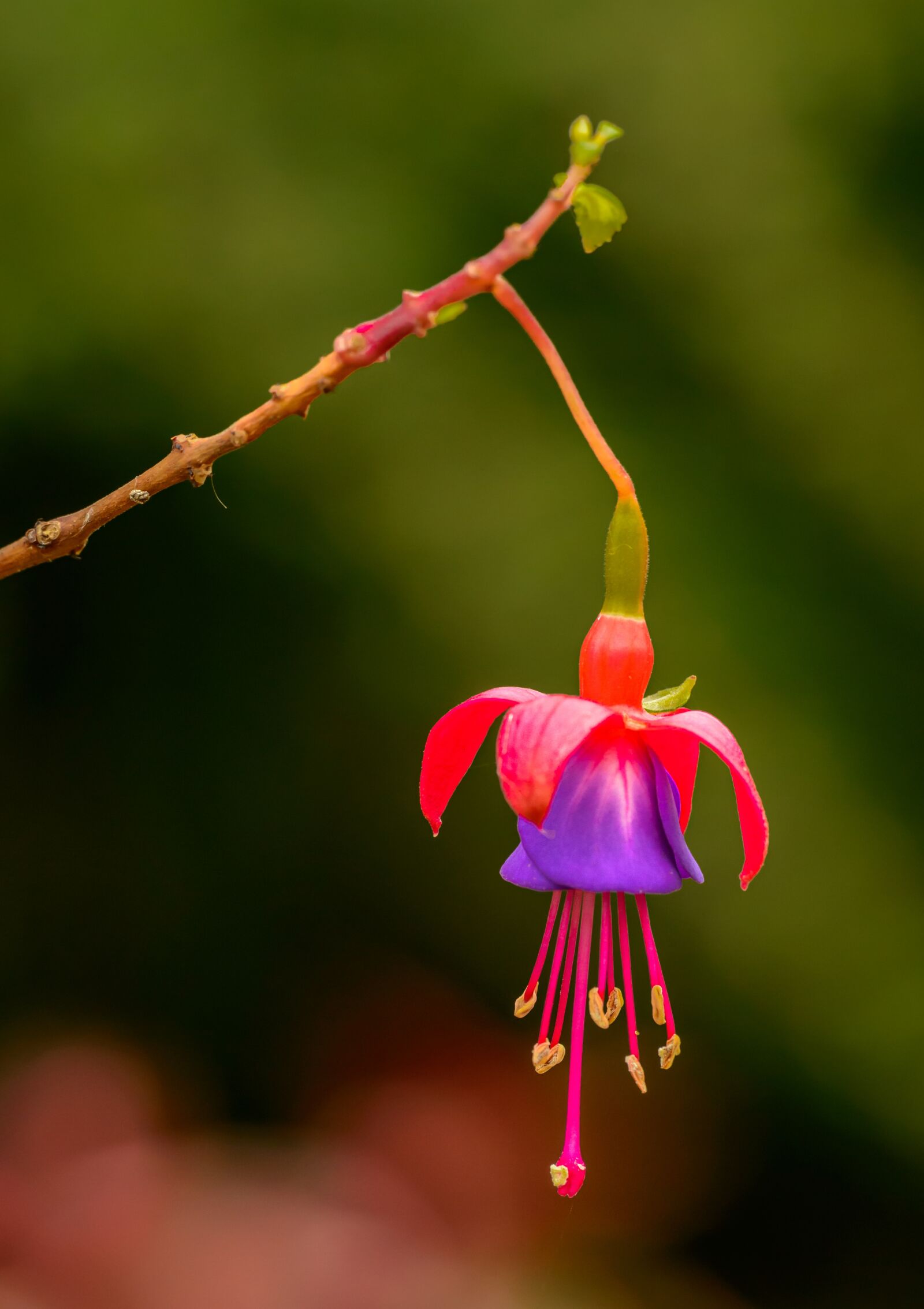 Nikon D800E sample photo. Flower, red, flowers photography