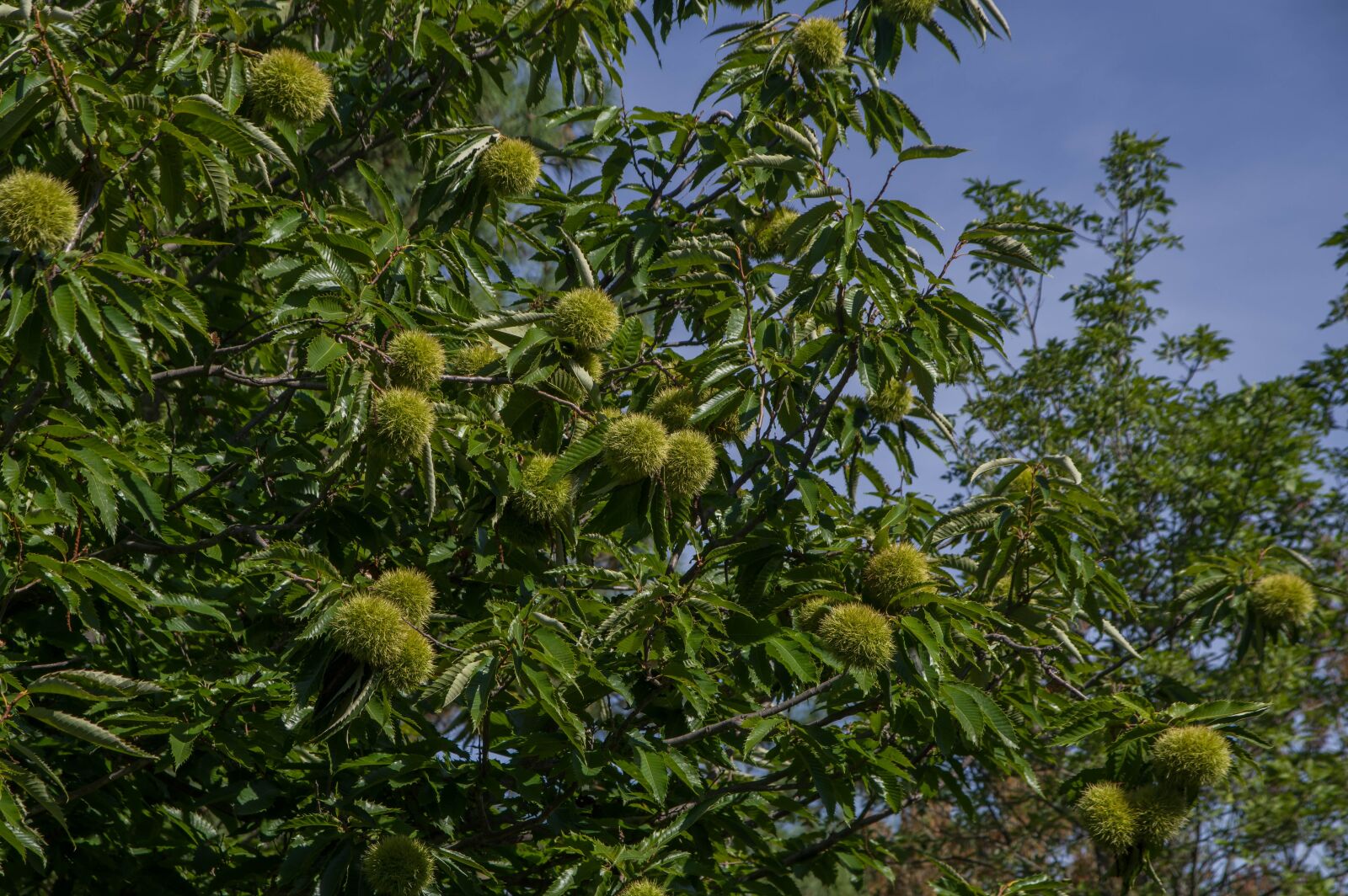 Pentax KP sample photo. Chestnuts, chestnut, fall photography