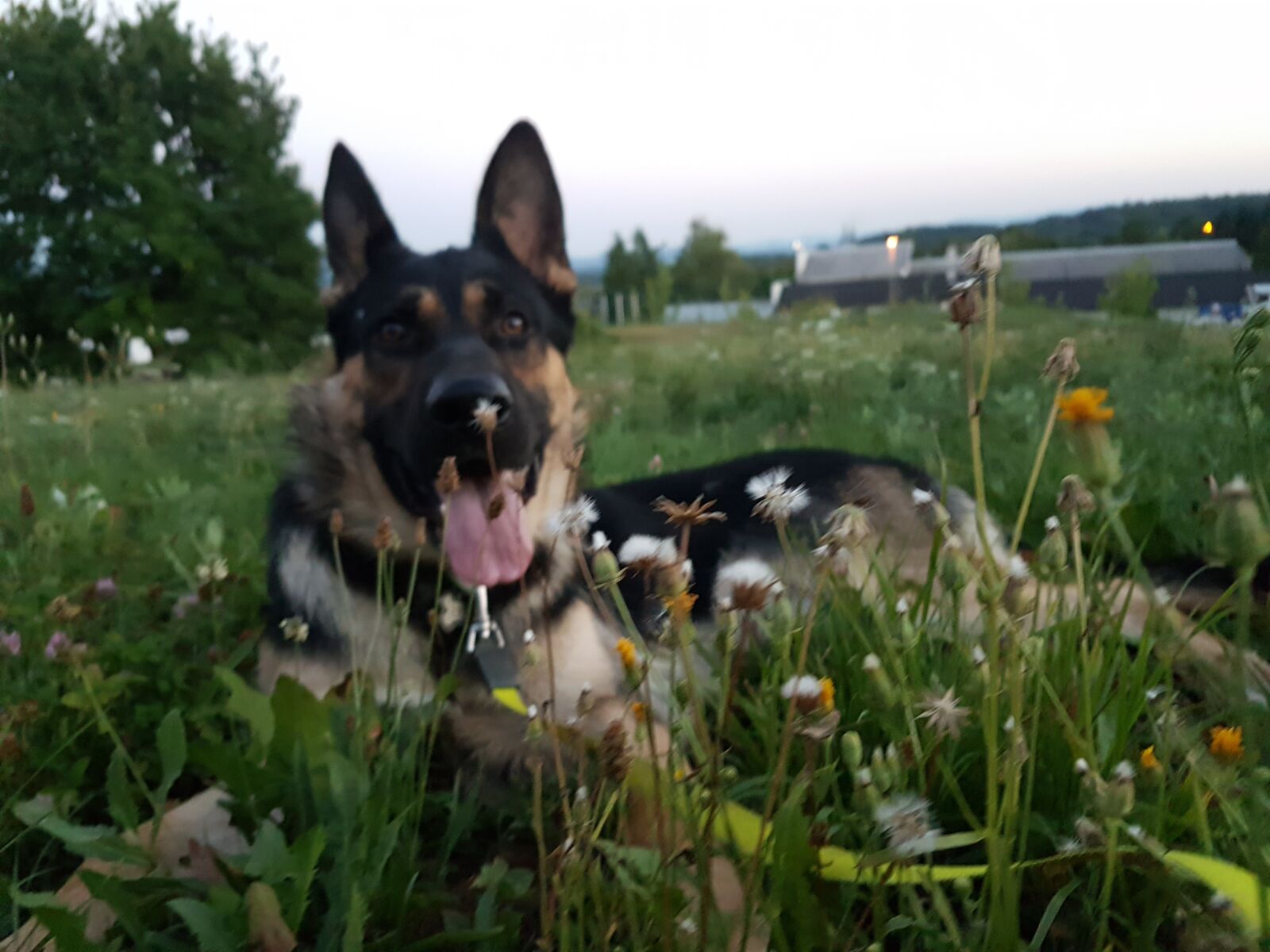 Samsung Galaxy S7 Edge sample photo. Dog, happy dog, dog photography