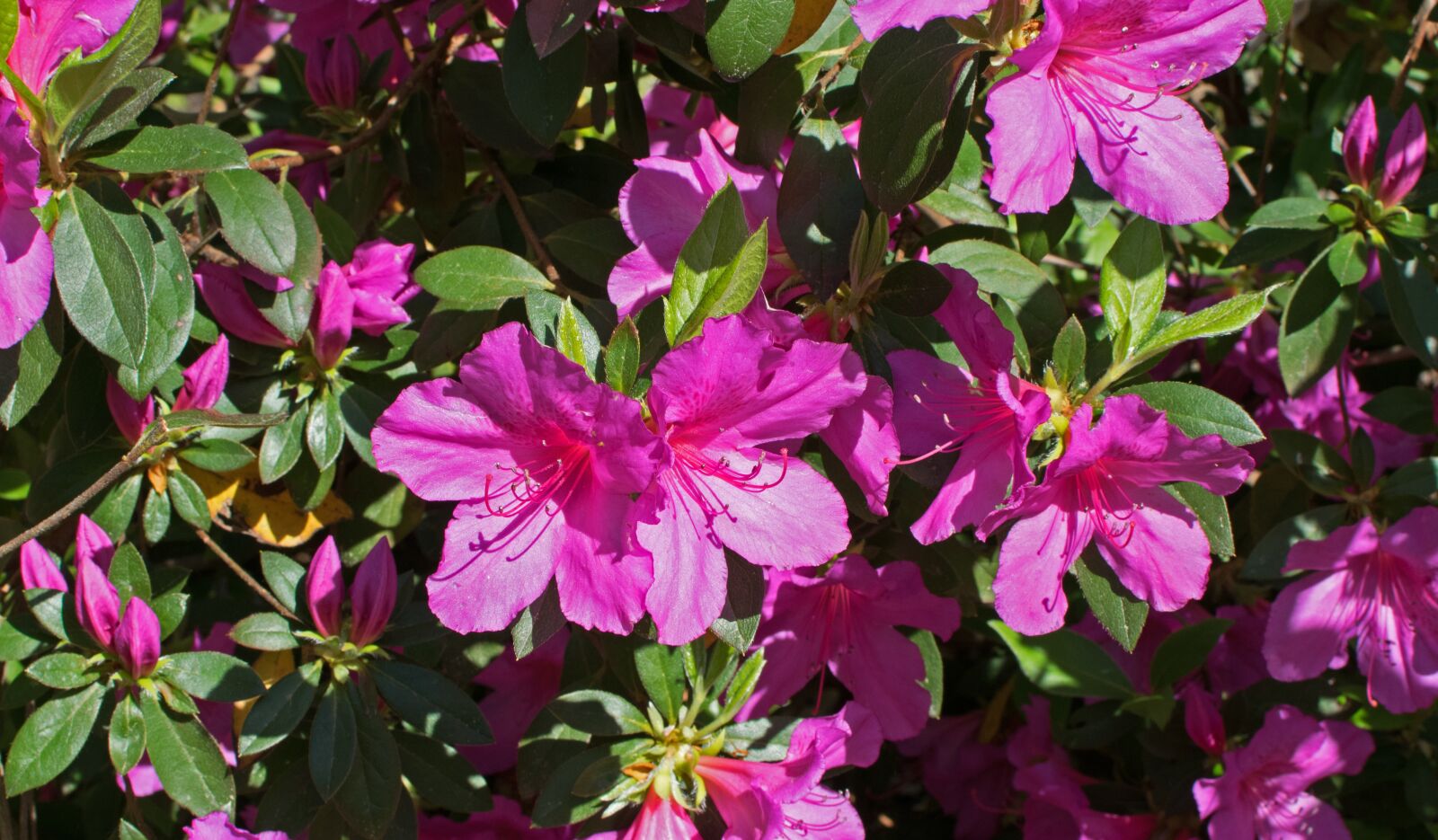 Nikon D3300 sample photo. Hot pink azalea, azalea photography