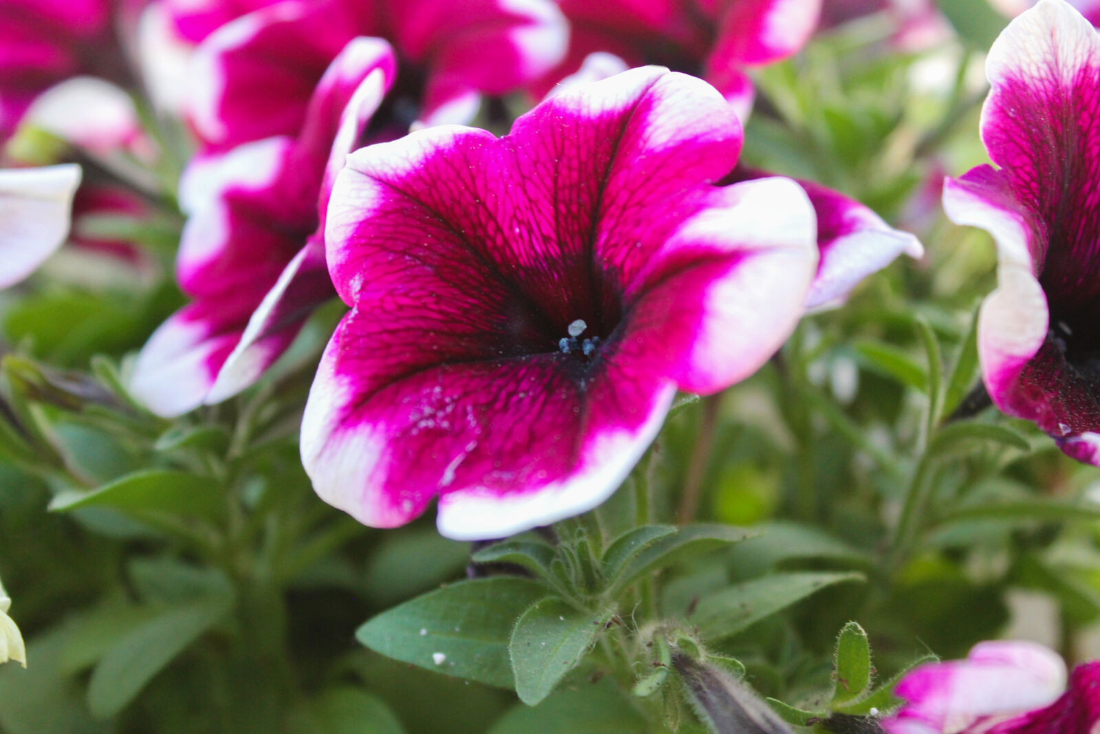 Canon EOS 1100D (EOS Rebel T3 / EOS Kiss X50) sample photo. Beautiful, flowers, flower, nature photography