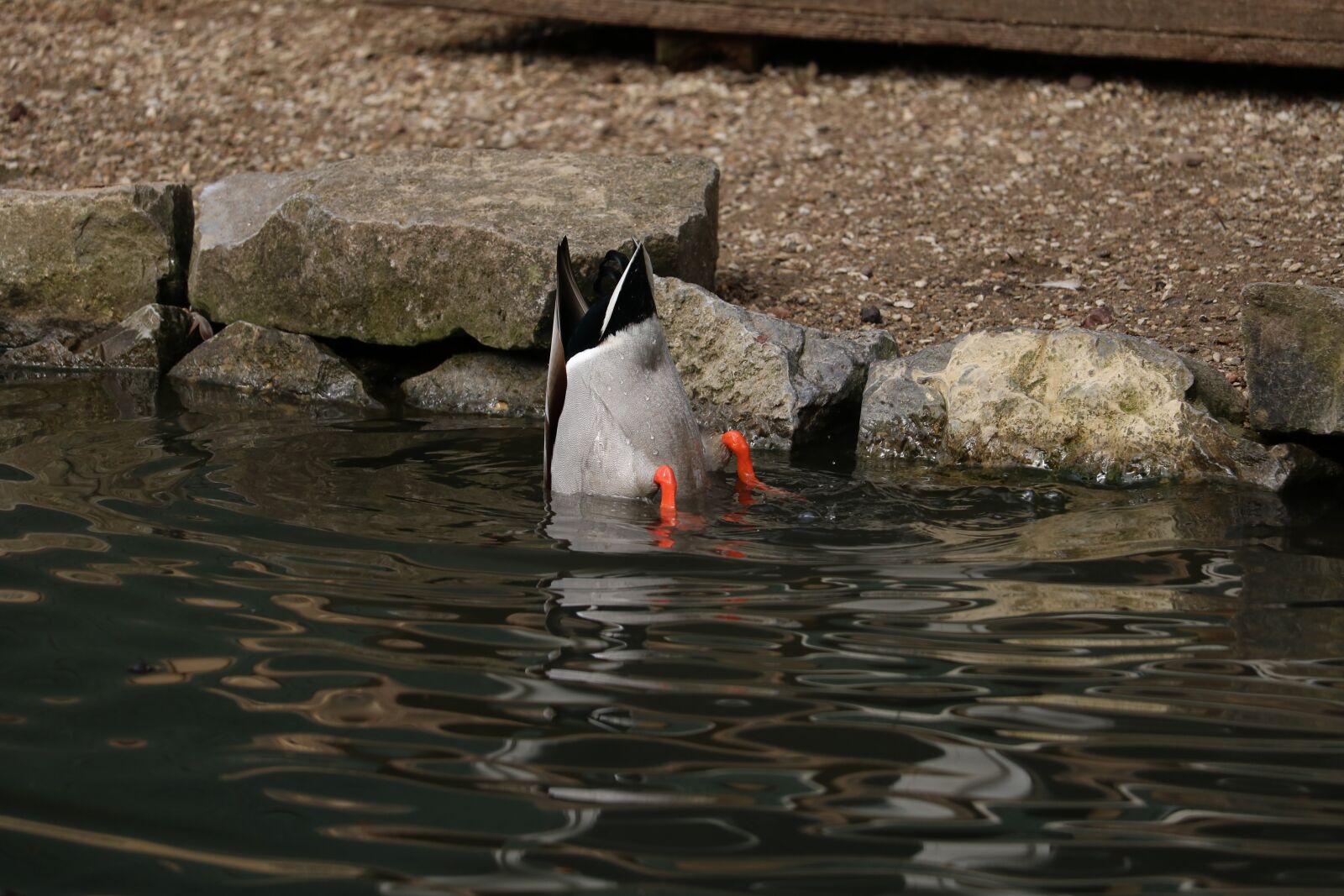 Canon EOS 750D (EOS Rebel T6i / EOS Kiss X8i) sample photo. Waters, bird, animal world photography