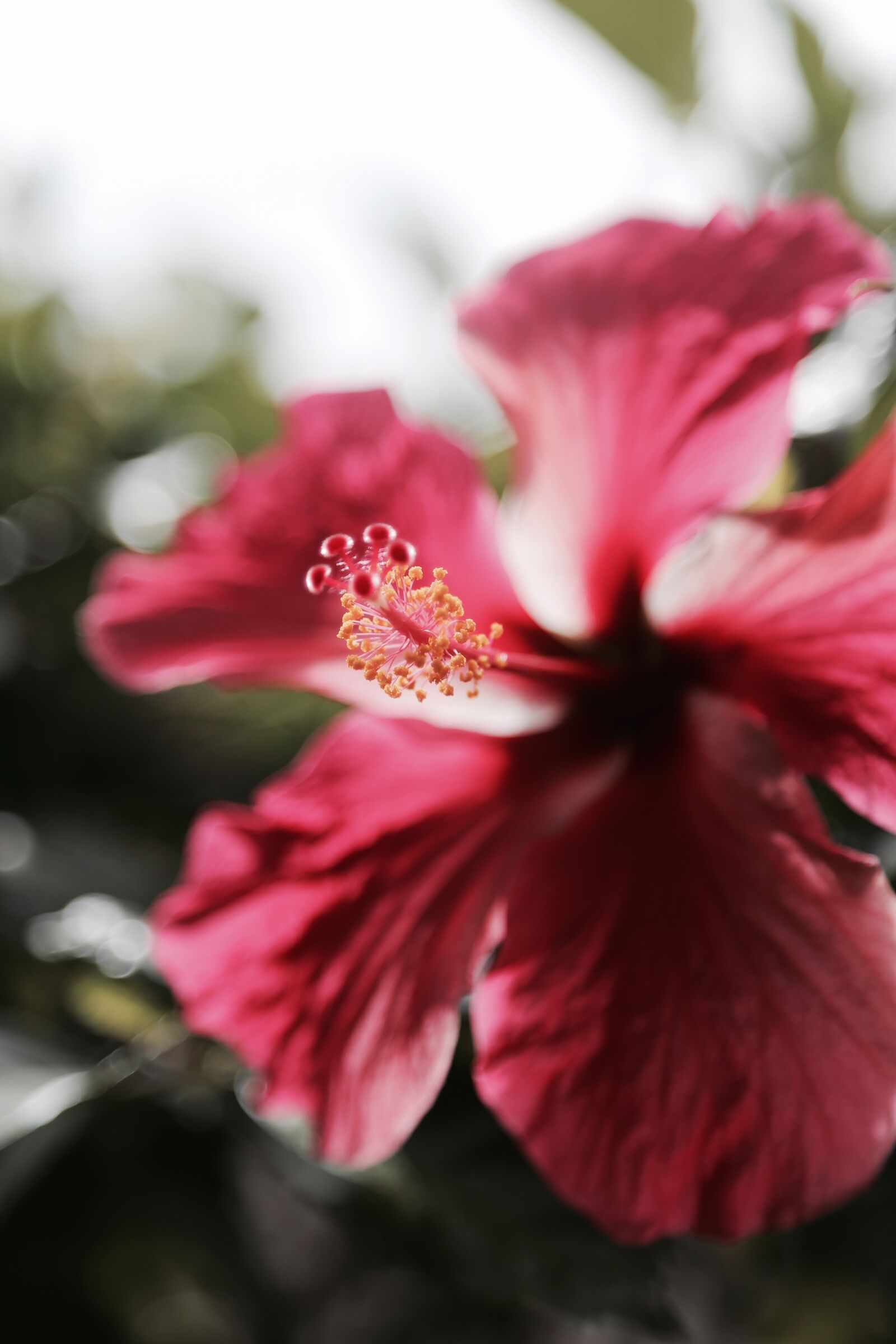 Canon EOS 6D + Canon EF 24-105mm F4L IS USM sample photo. Hibiscus, hawaii, bigisland photography